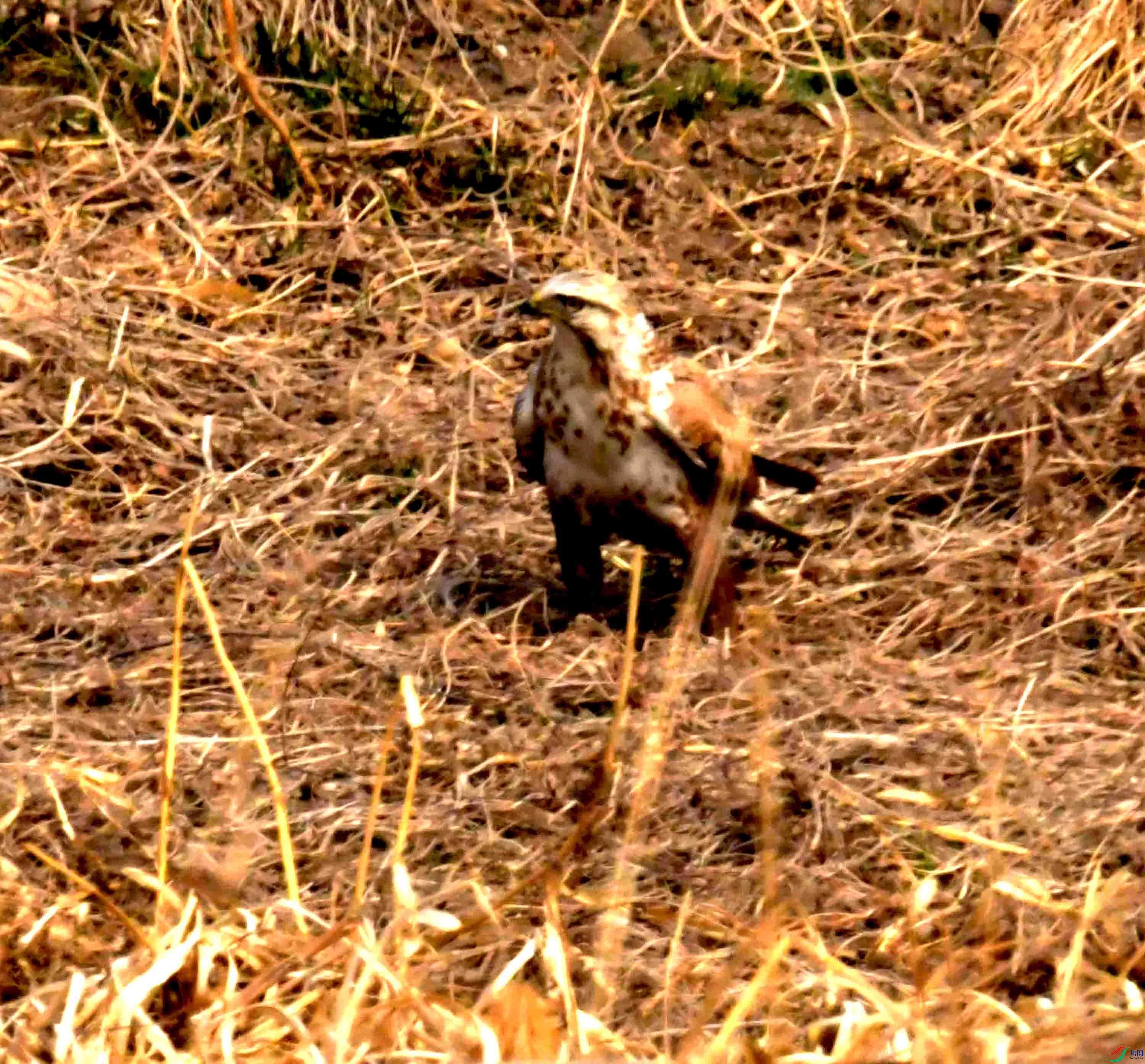 DSC_2197.JPG