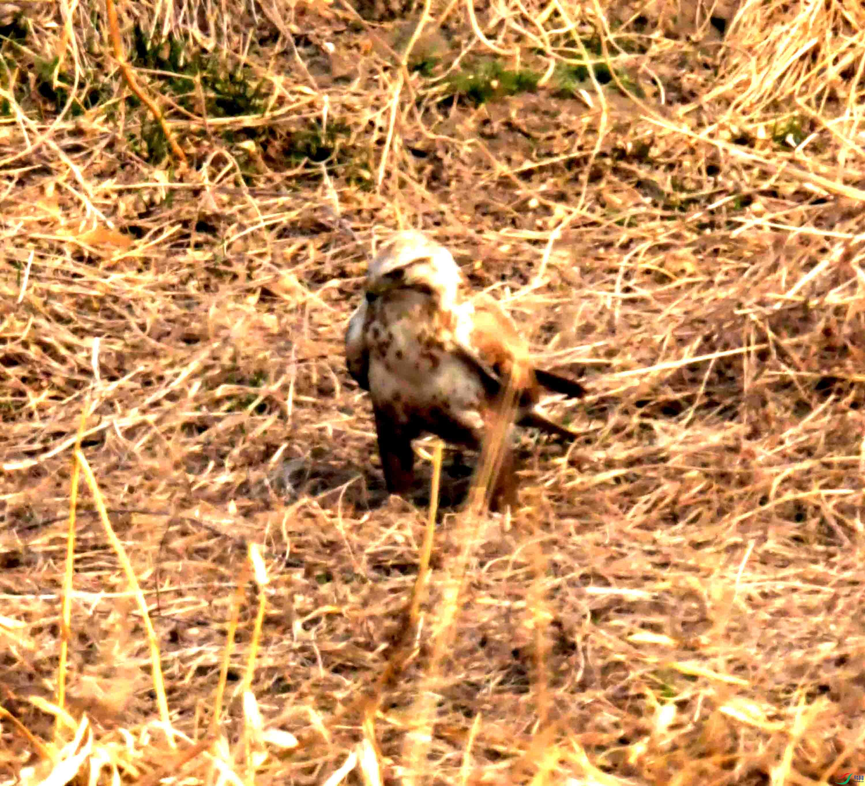 DSC_2196.JPG