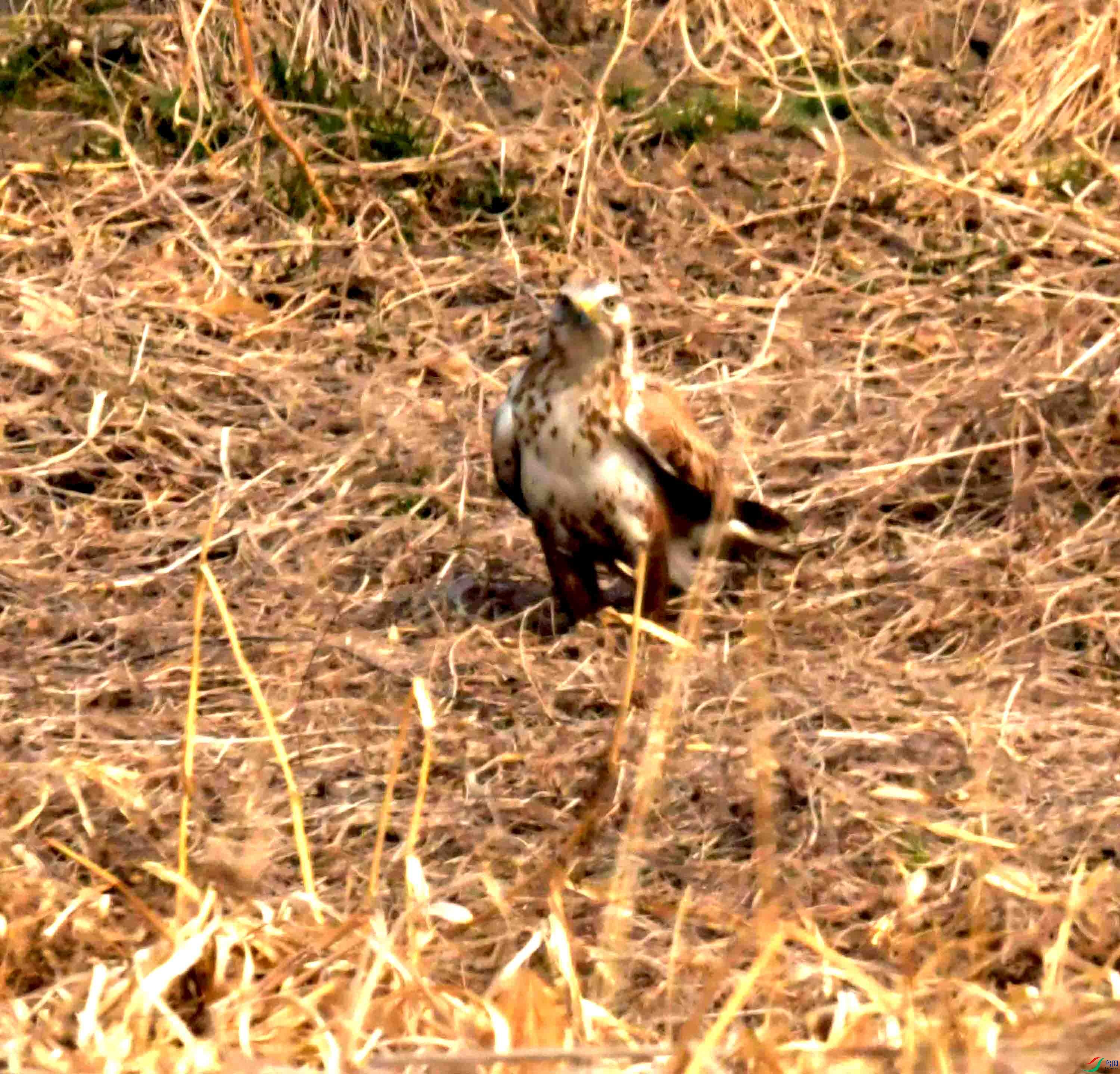 DSC_2199.JPG