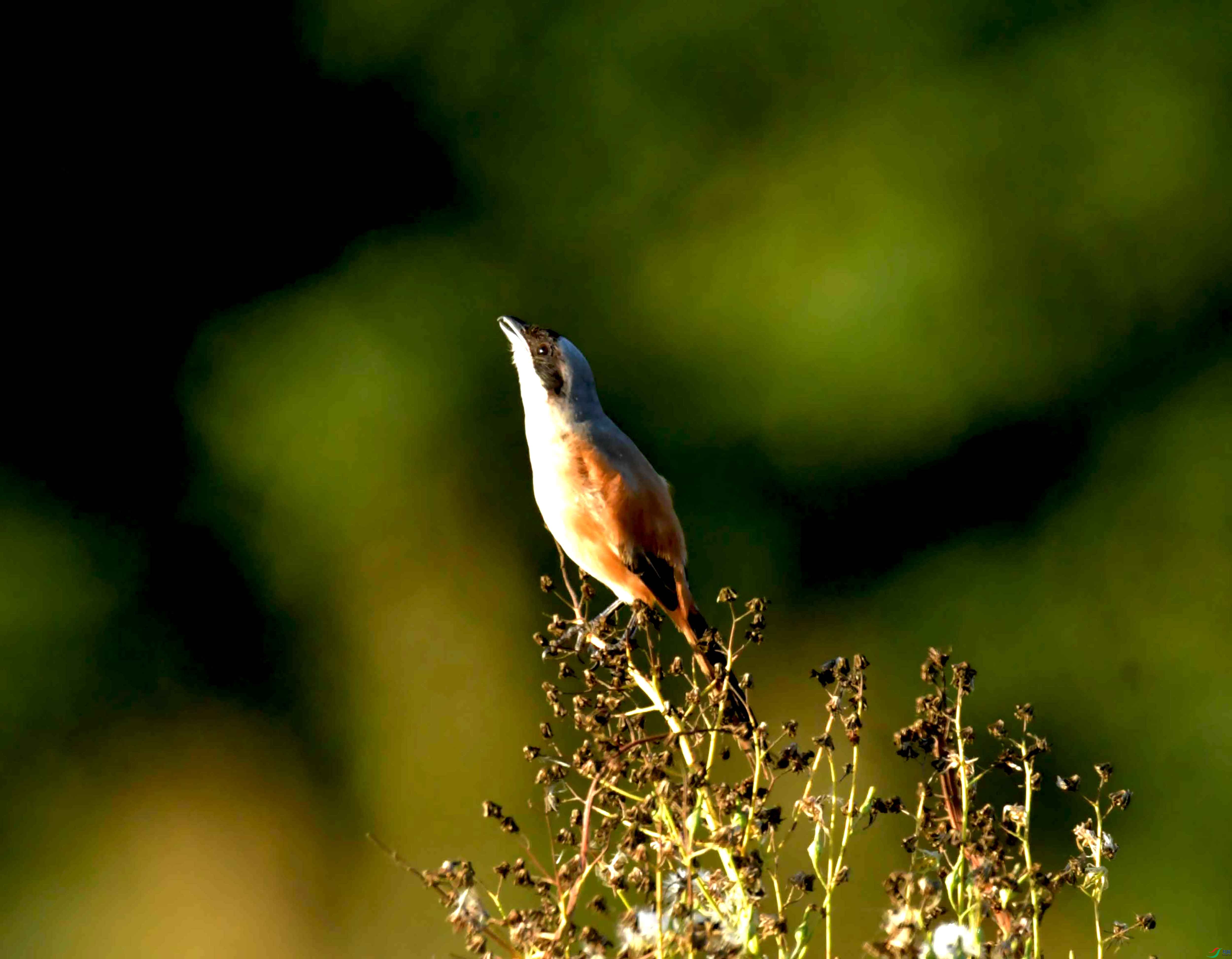 DSC_3641.JPG