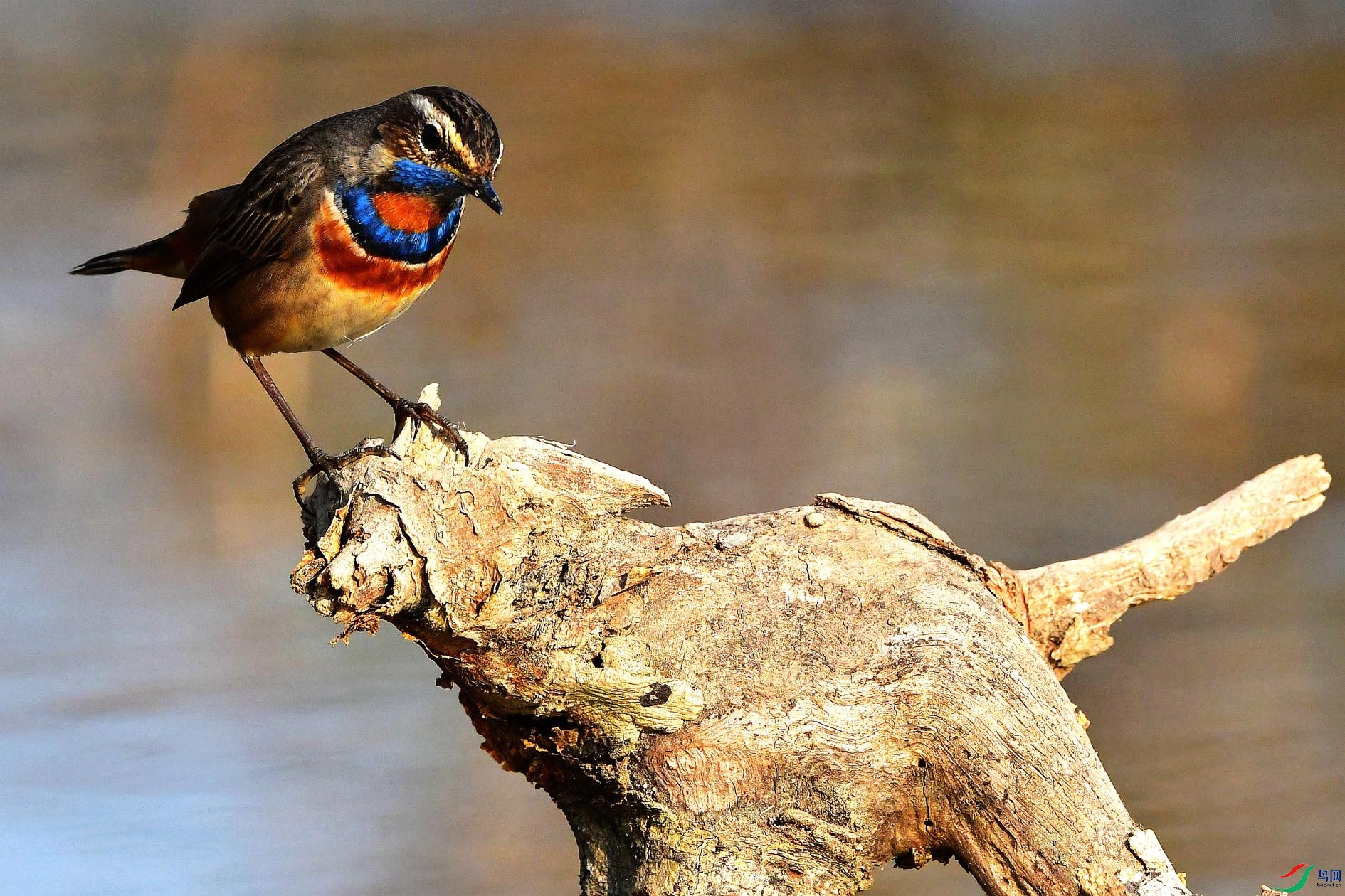 DSC_9833_����.jpg