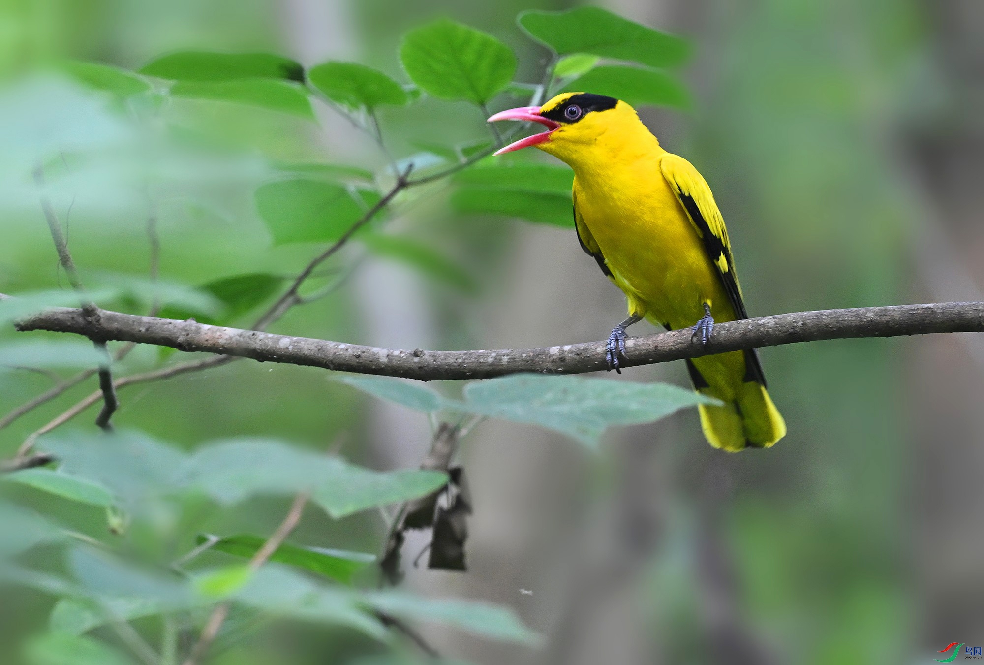 DSC_2240 - ����_.jpg