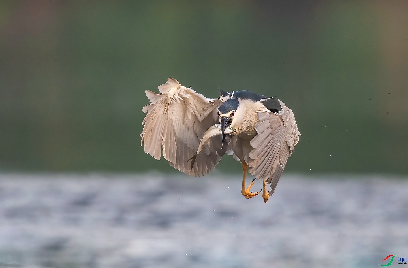 DSC_1559 ����_����.jpg