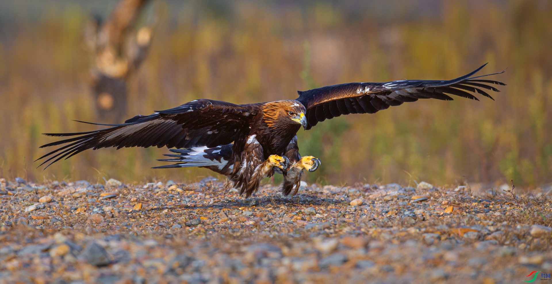 _DSC1951==1w.jpg