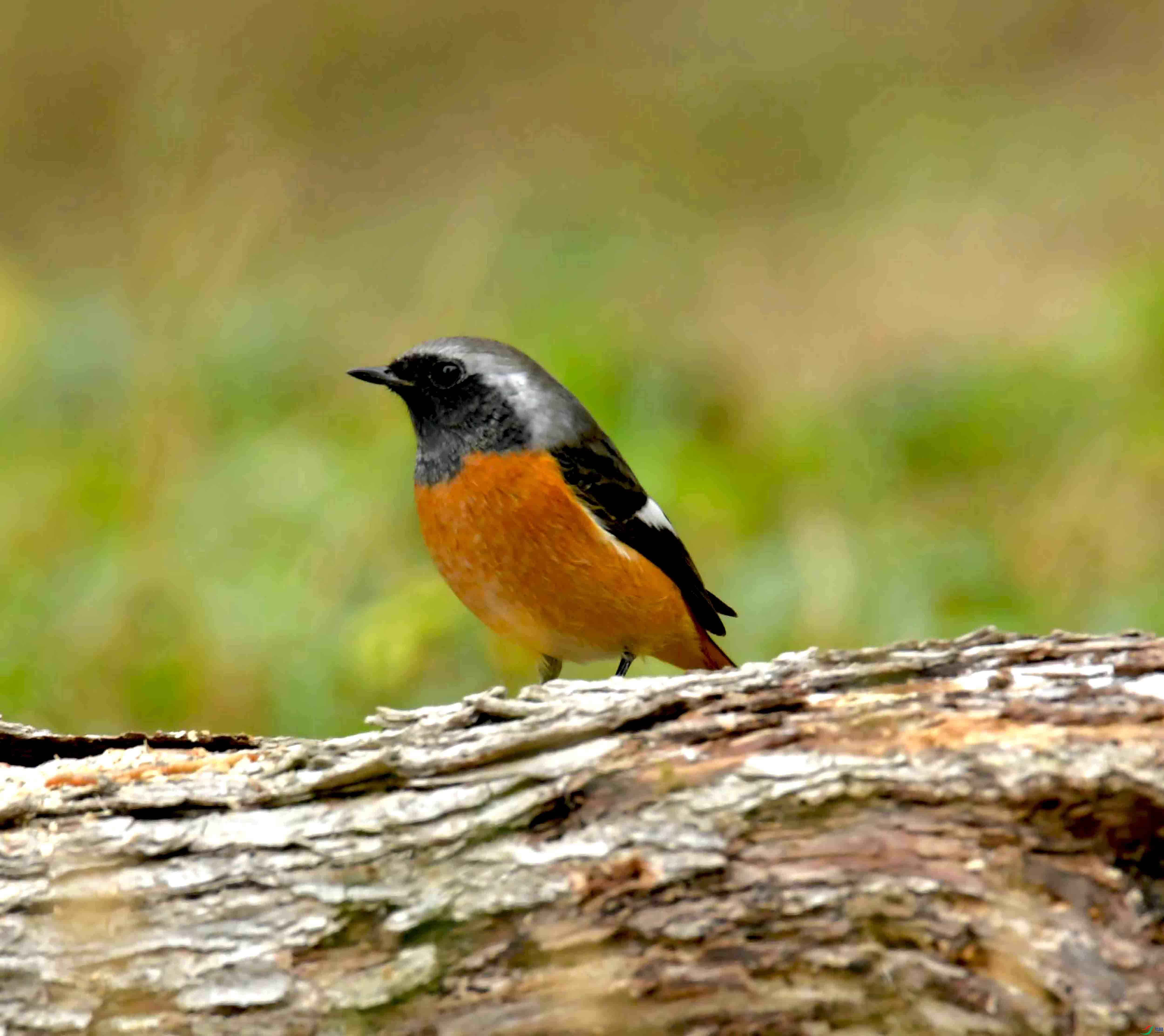 DSC_6917.JPG