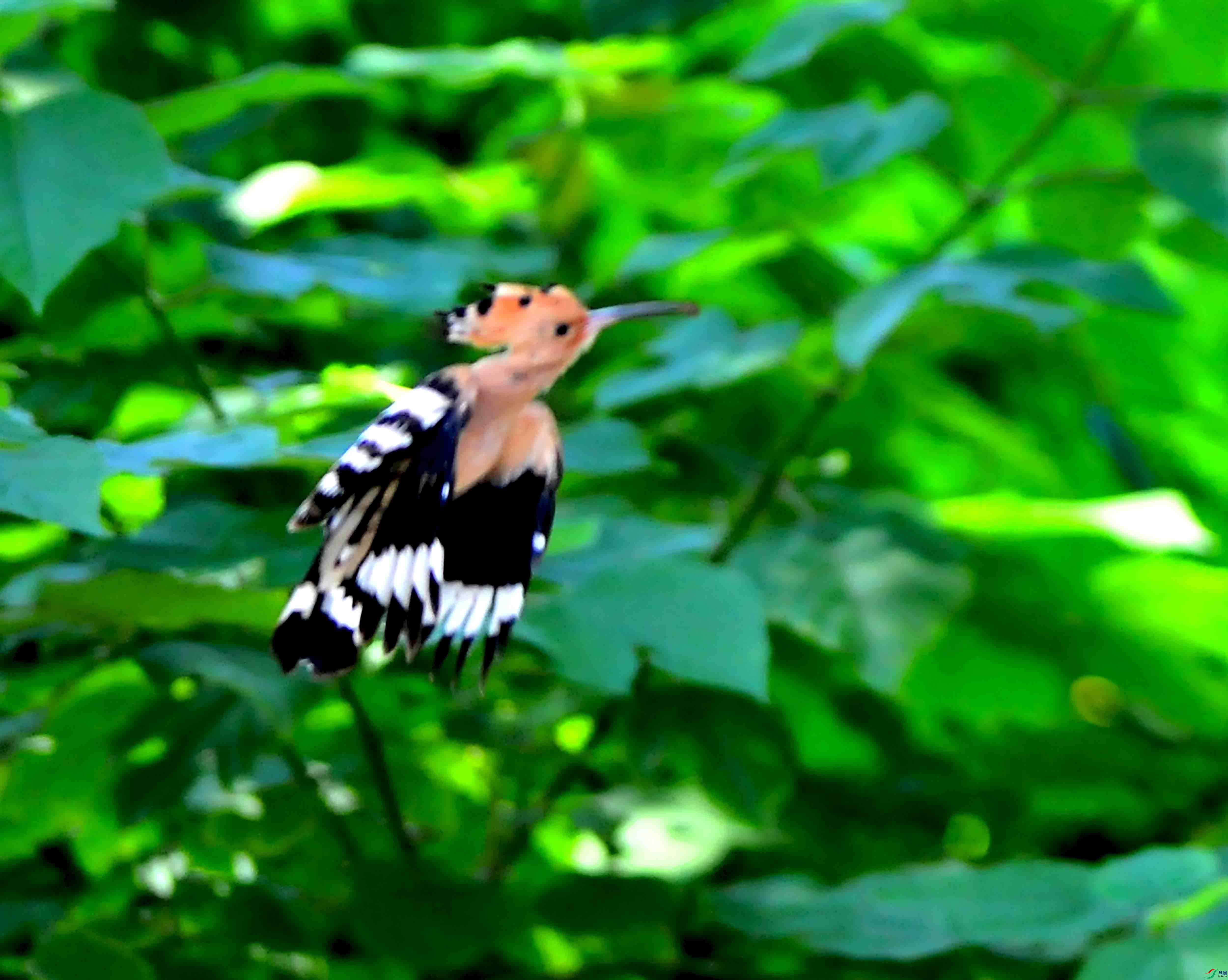 DSC_1011.JPG