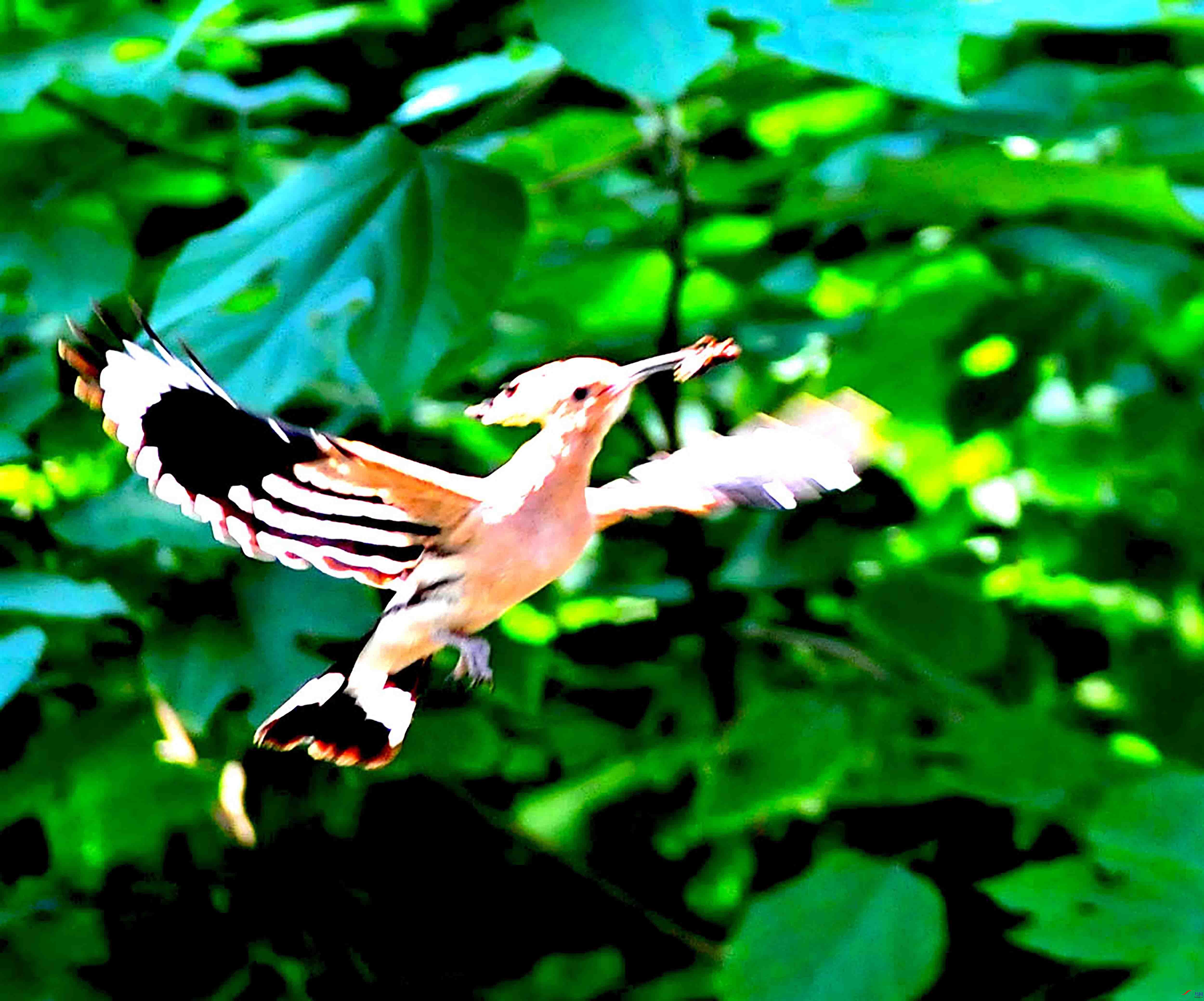 DSC_1024.JPG
