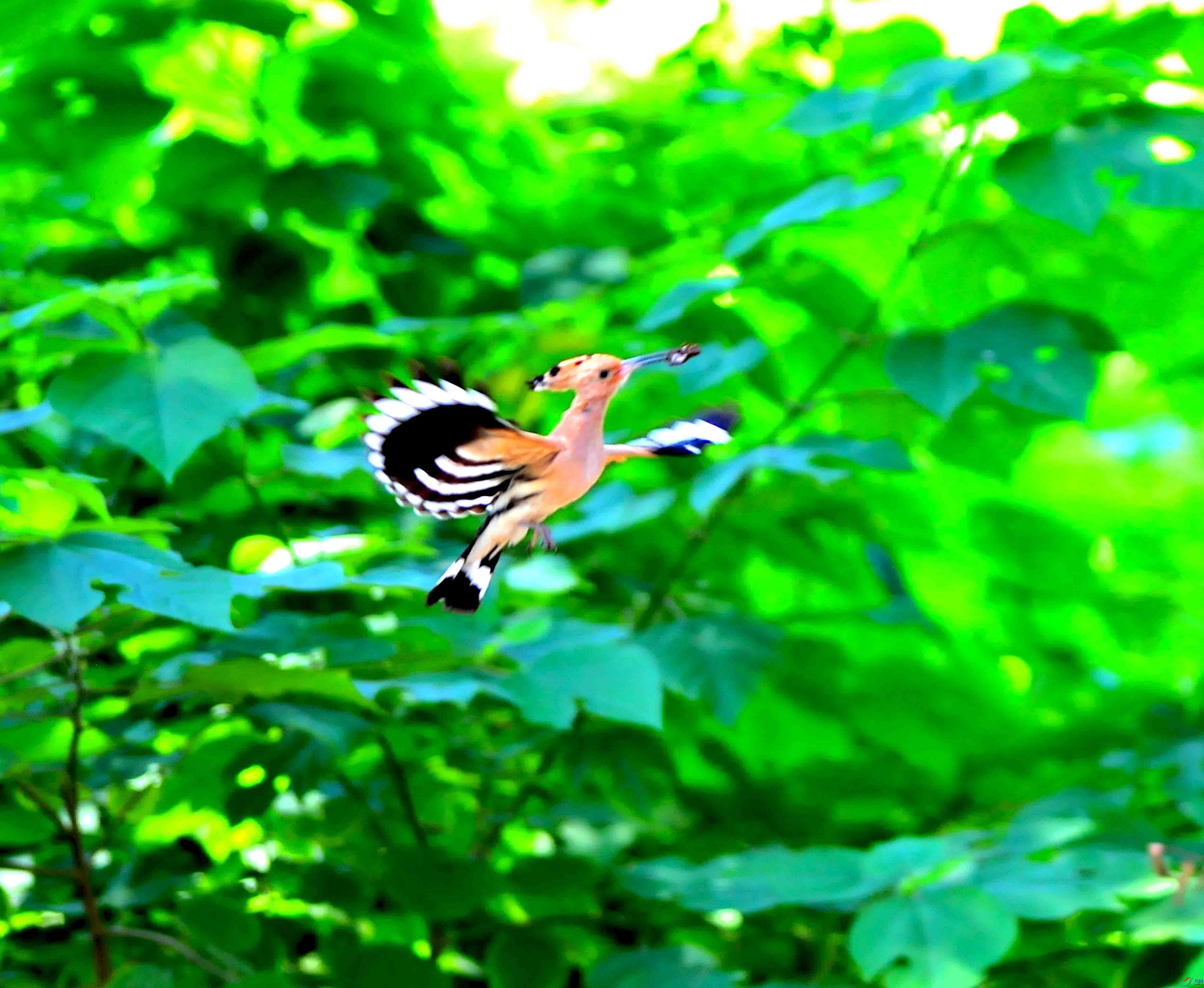 DSC_1026.JPG