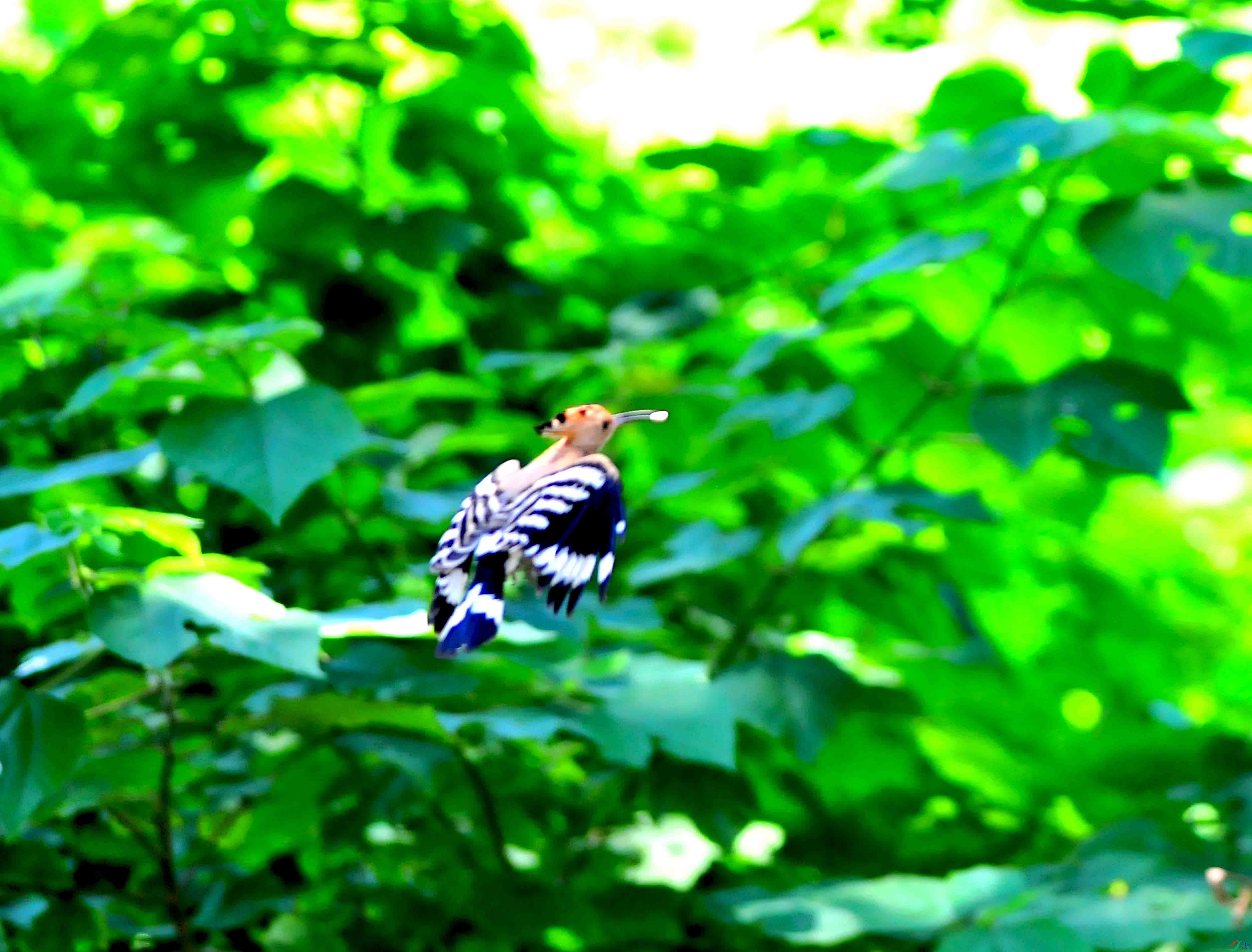 DSC_1032.JPG