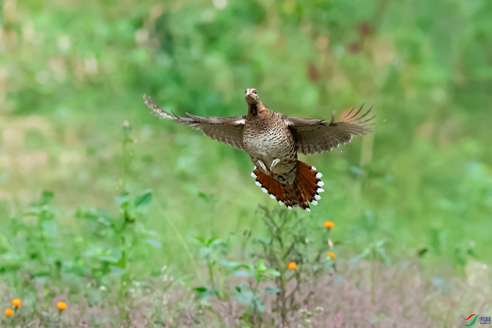 1DSC_0551_DxOa.jpg