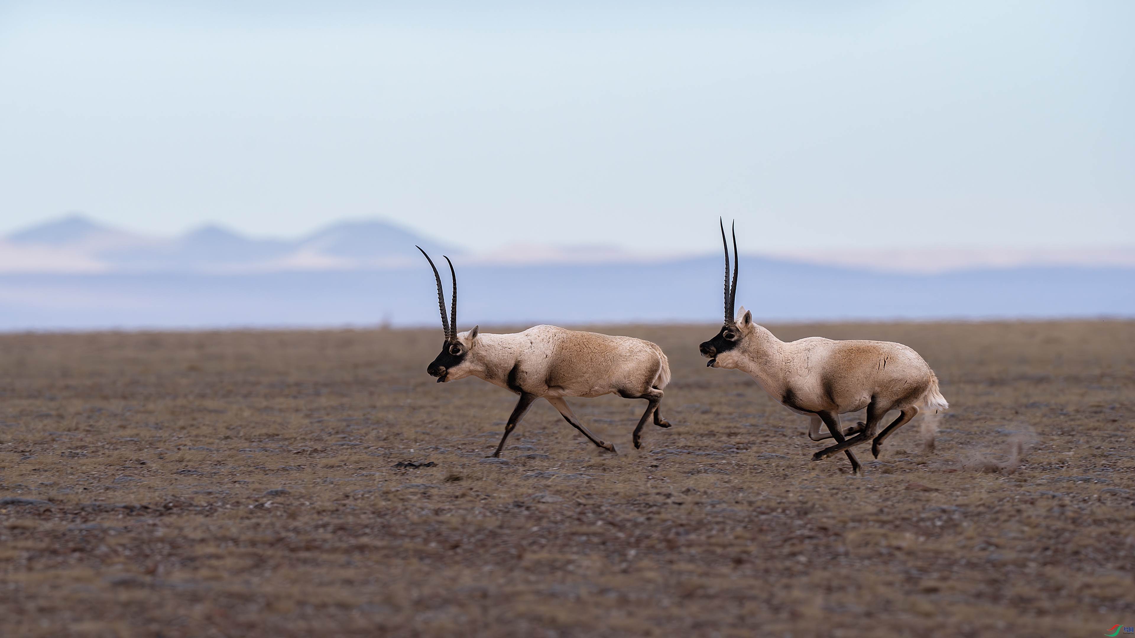 ��л����ָ����