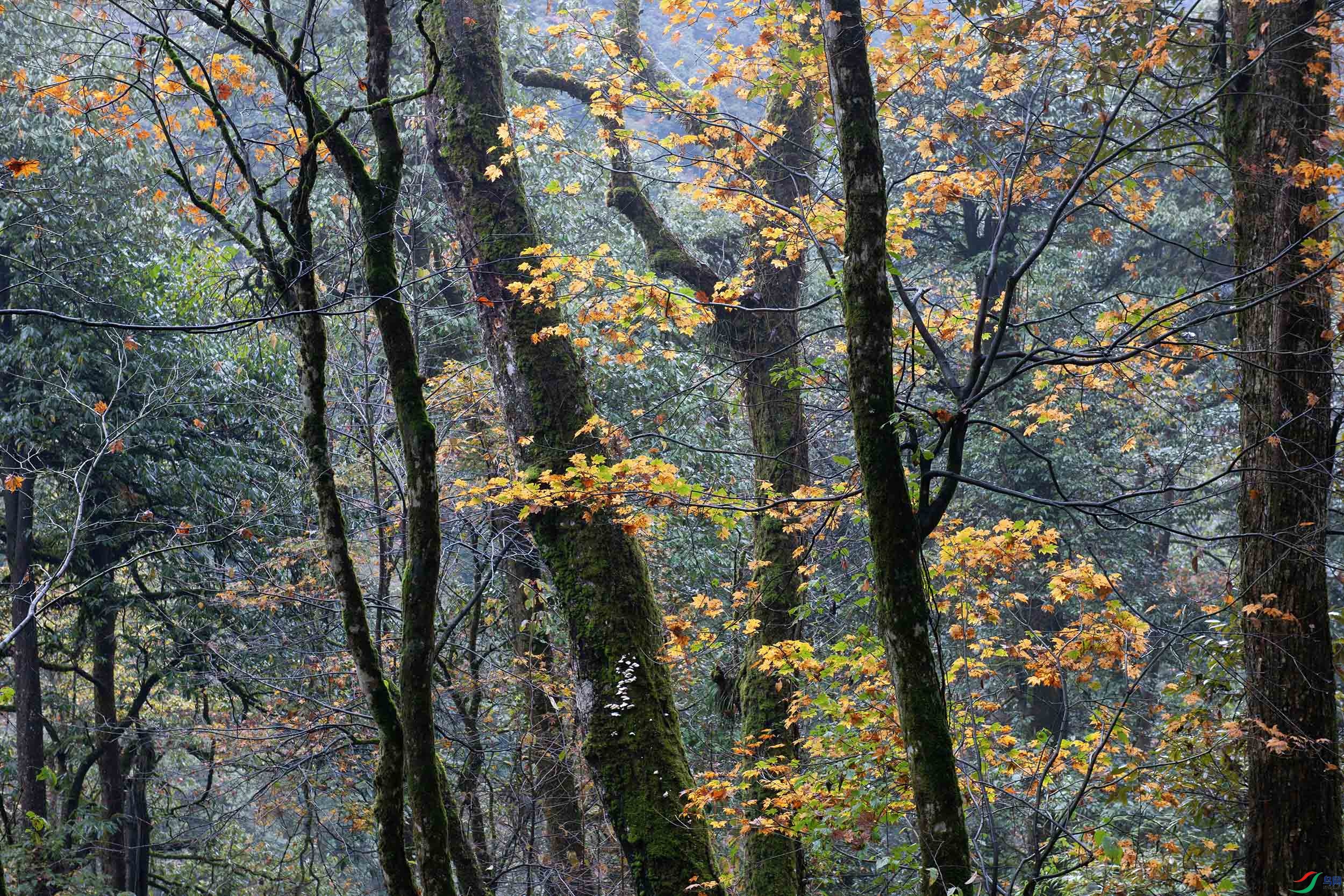 DSC_0555_1-f.jpg
