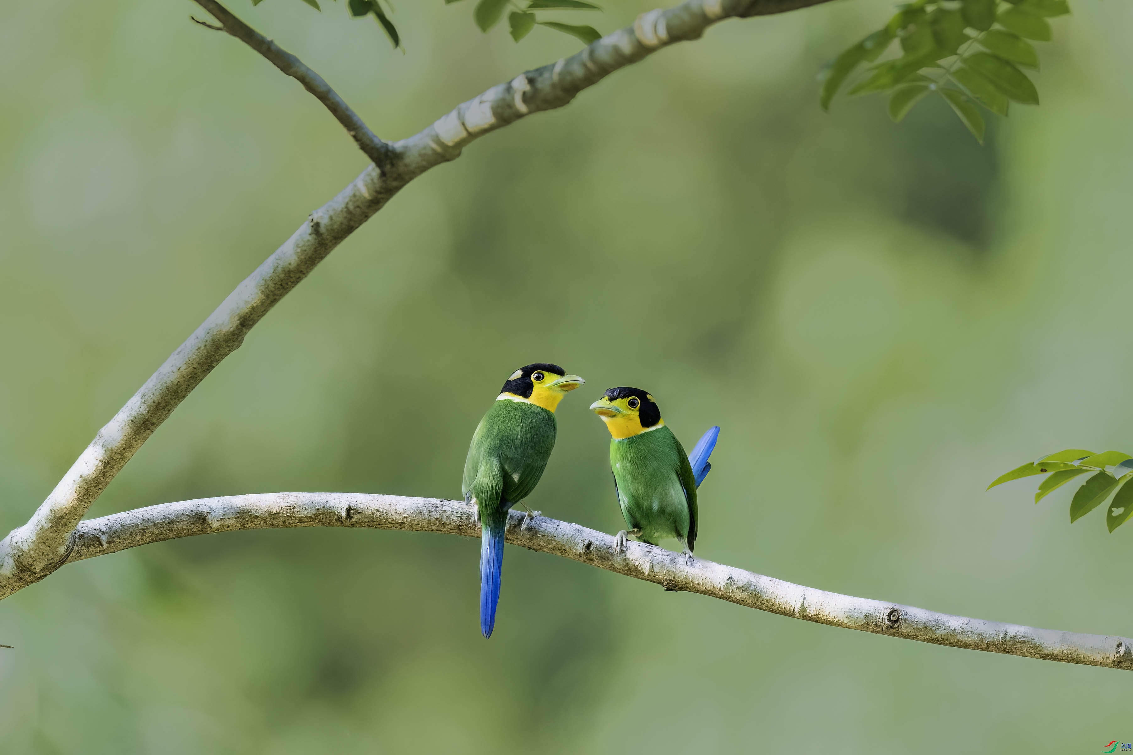 ��β������