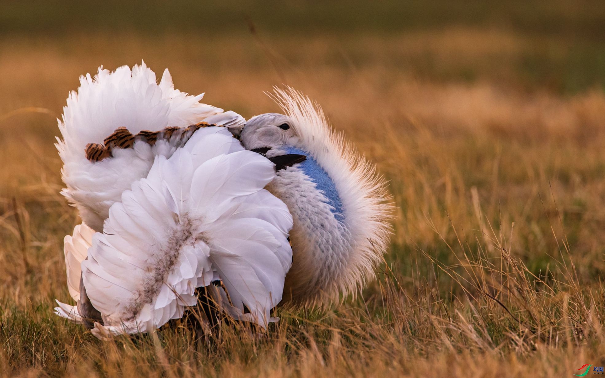 ���