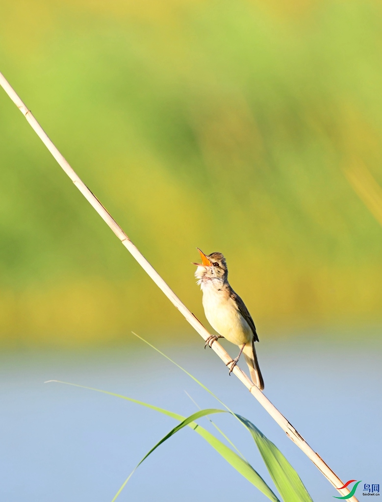 DSC_8527.jpg