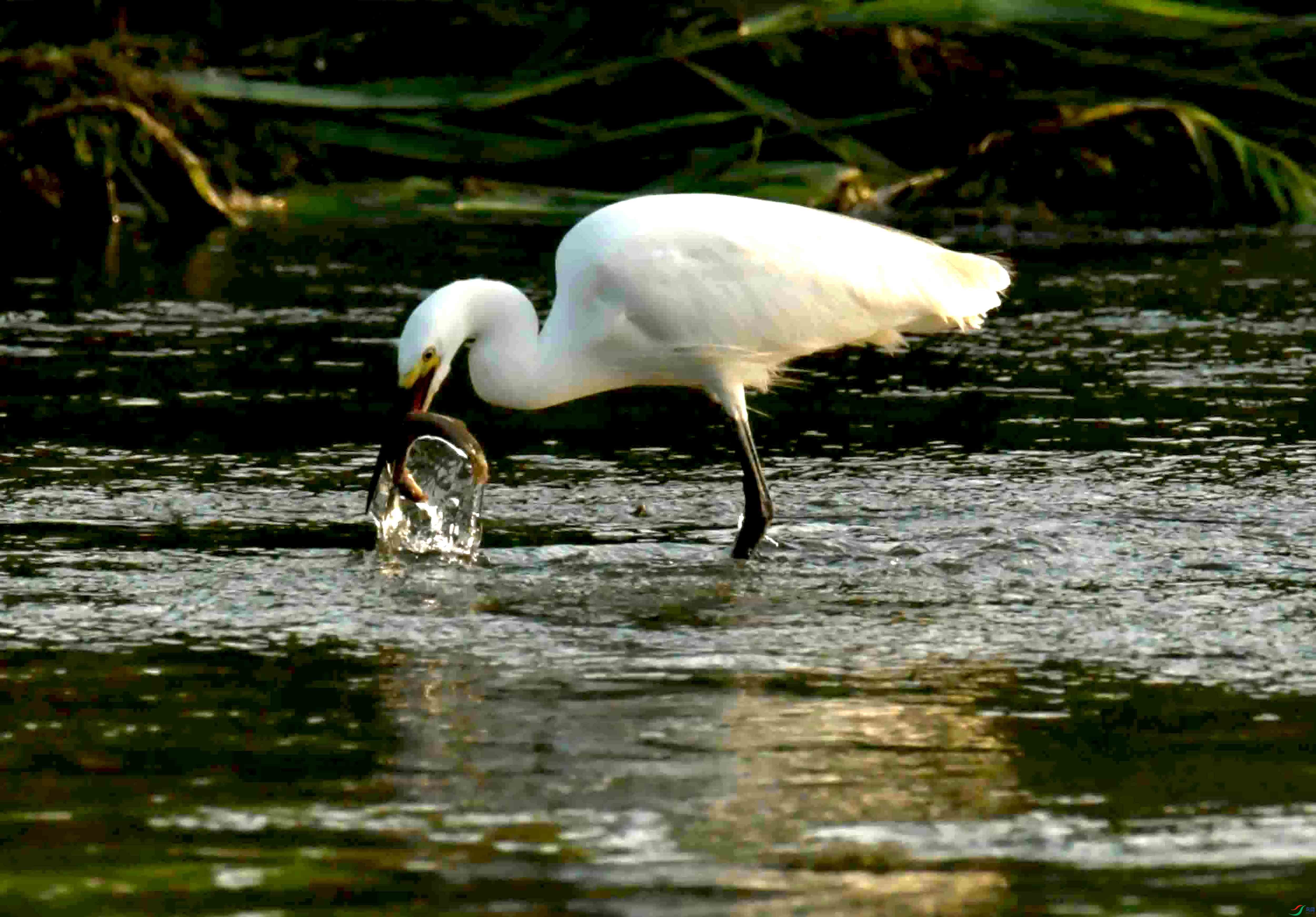 DSC_2974.JPG