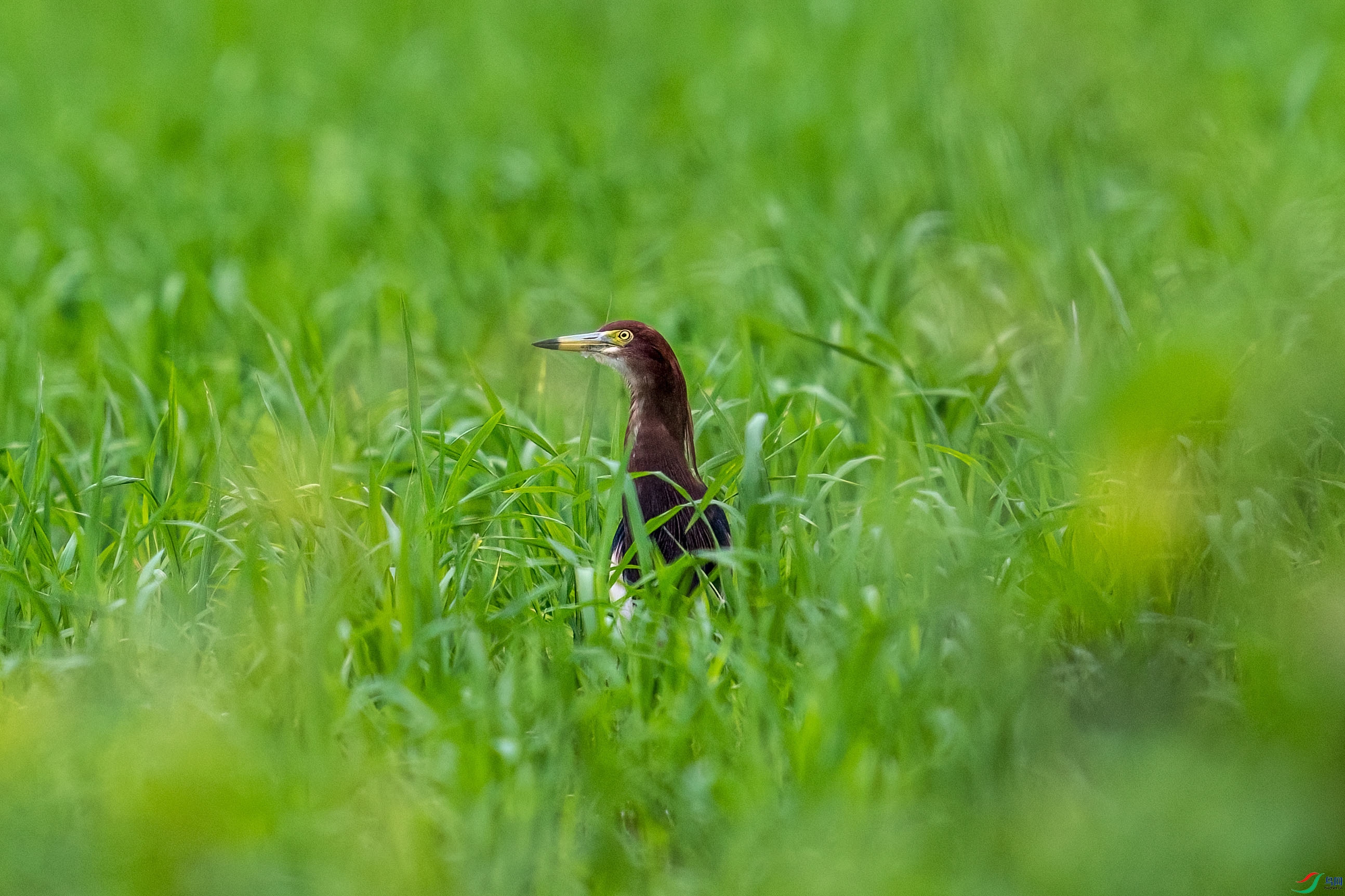 DSC_1523-1.jpg