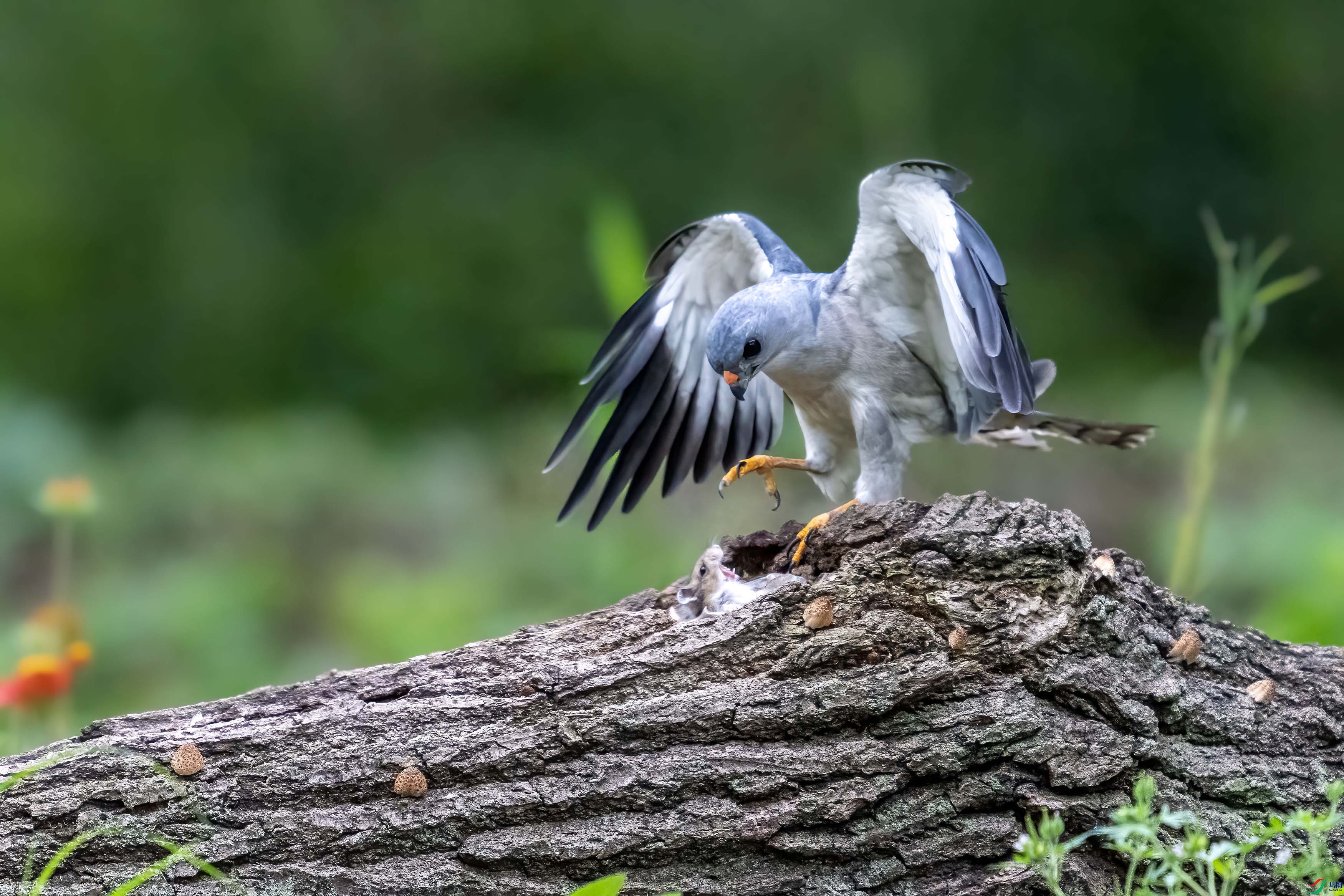 DSC_8636-1.jpg