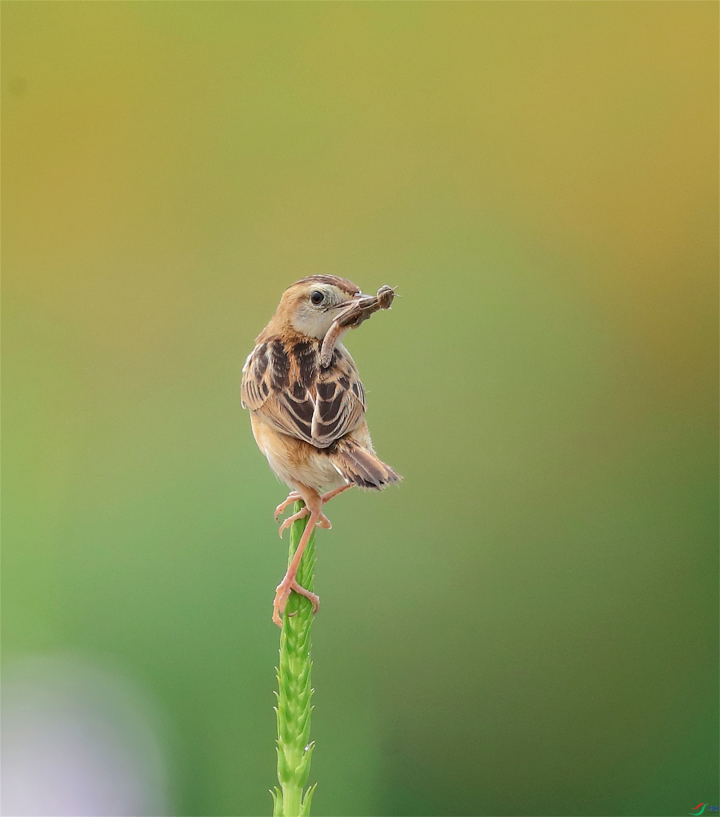 2211 - ���� (3).JPG