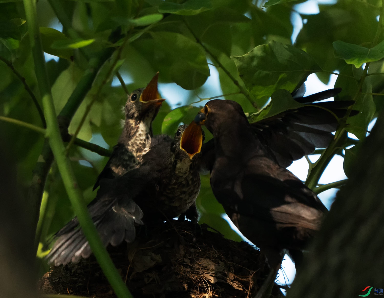 �캬��ʵȴ�����ϸ�ʳ