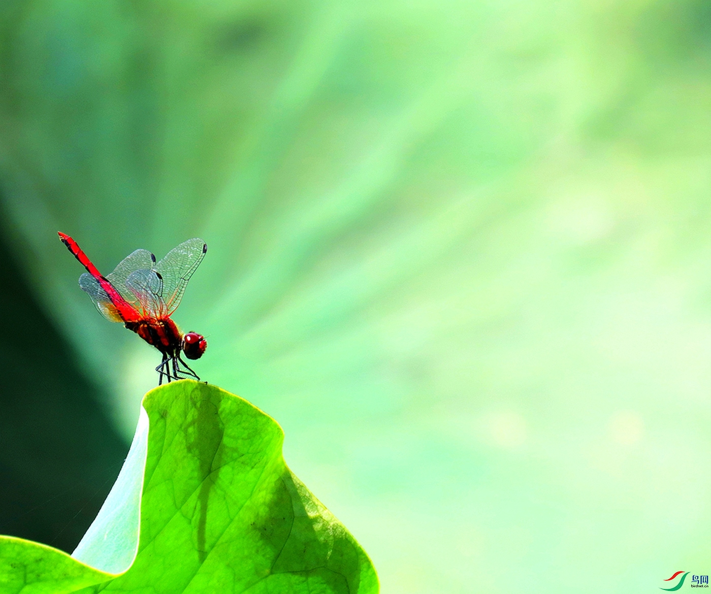 ���� ������_����_����.jpg