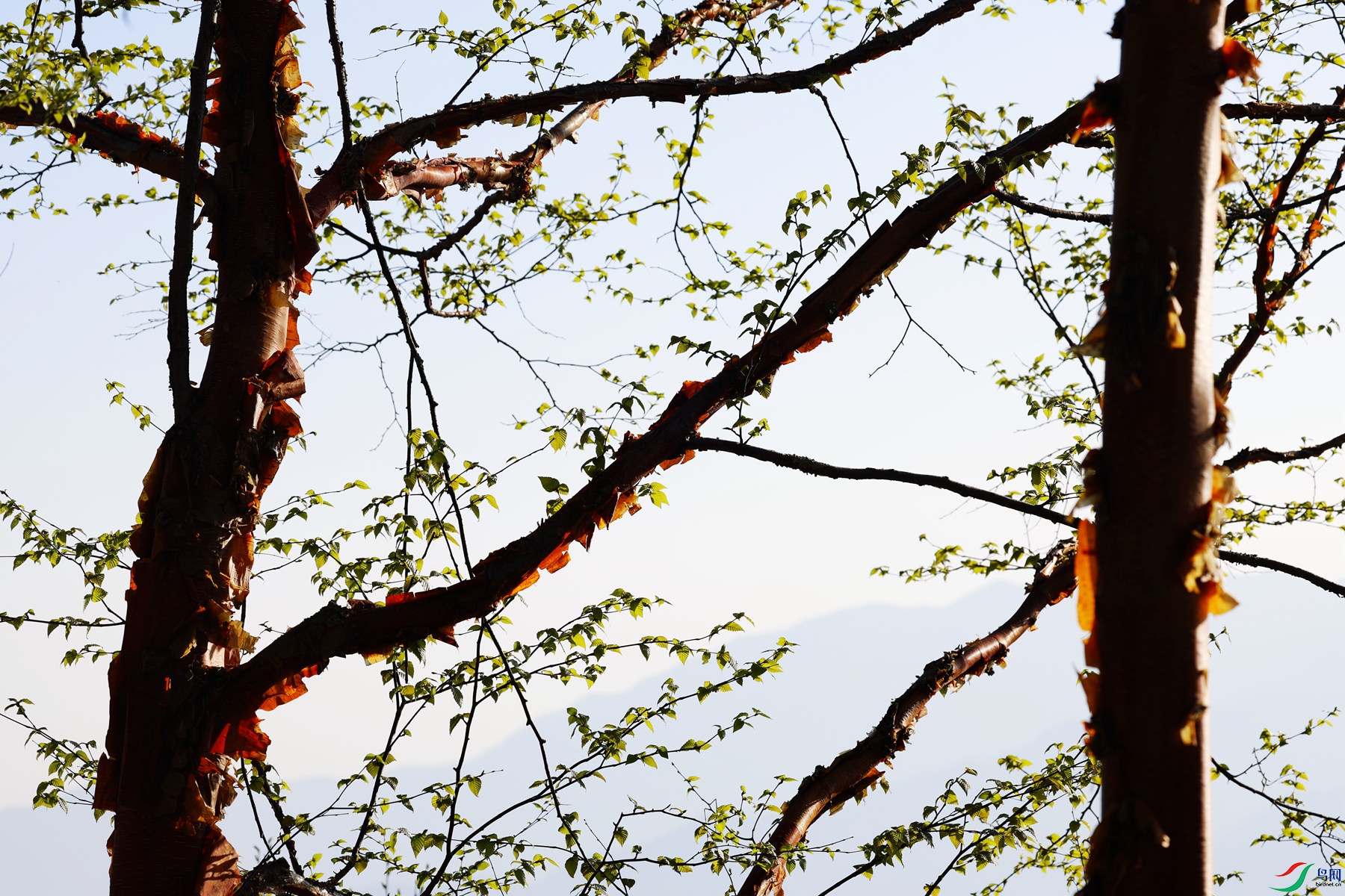 ��һ����������