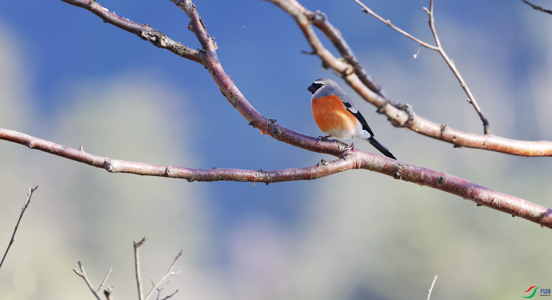 ��ͷ��ȸ�洦�ɼ�������һ�㶼������