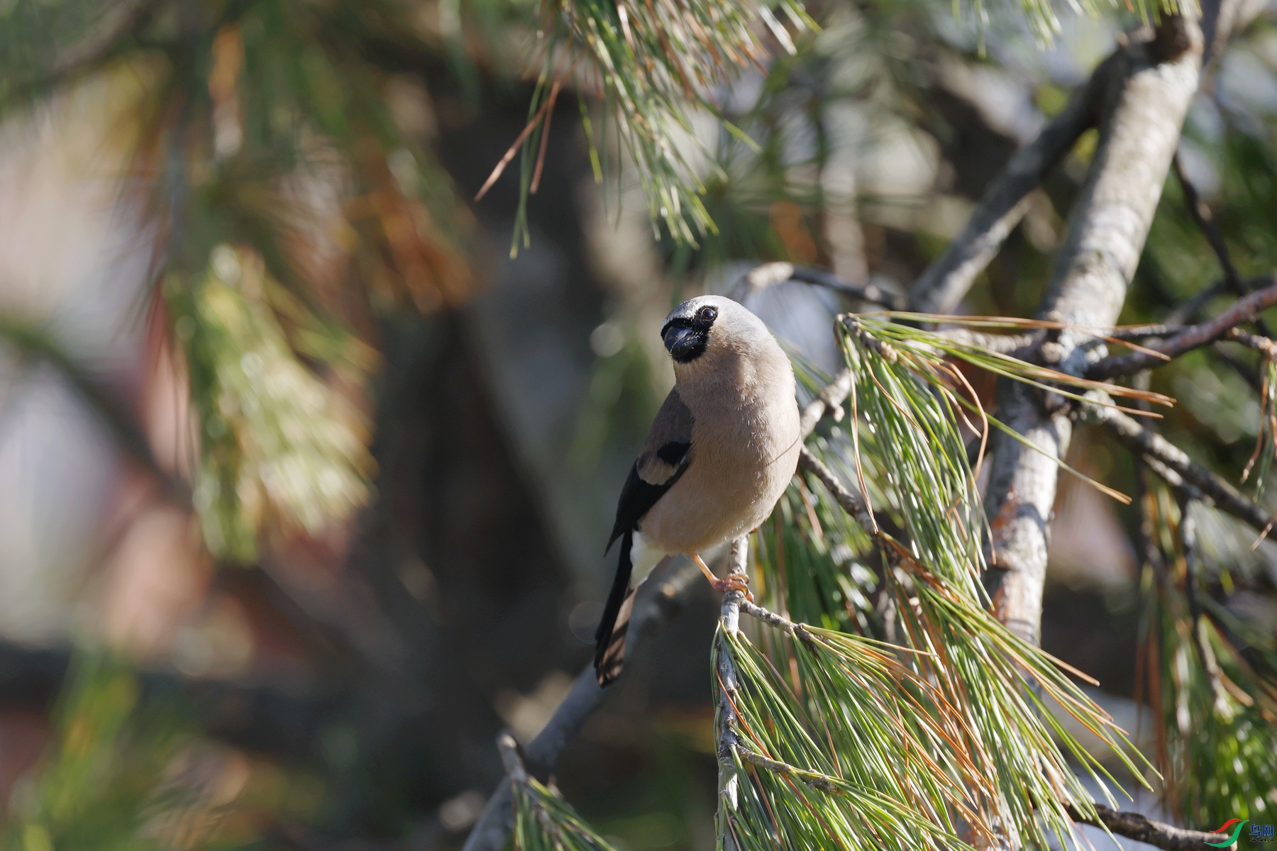 ������ֵ��ѷ������