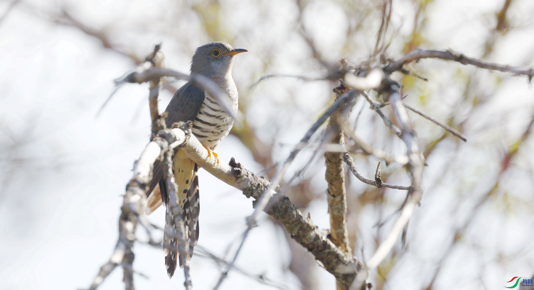 С�ž�Ľ����쳹ɽ��