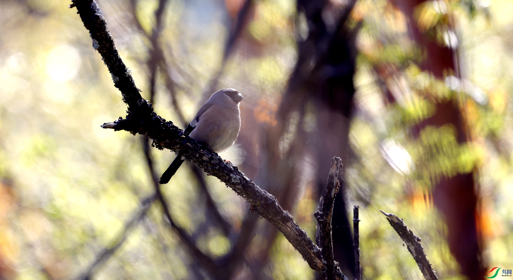 �ͻ���ķ羰�����������������Ӱ