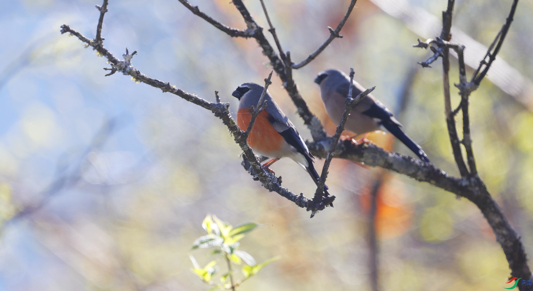 �����е�С����Ӱ����