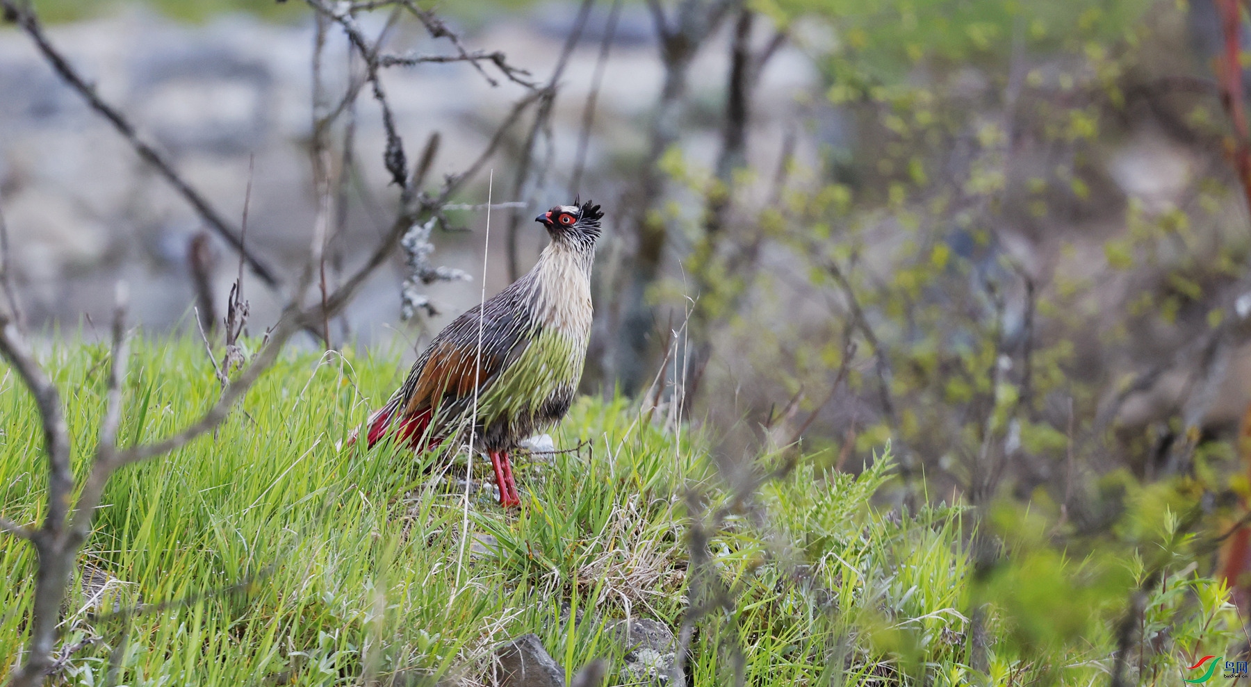 ����Ѫ����������ĸ߹���