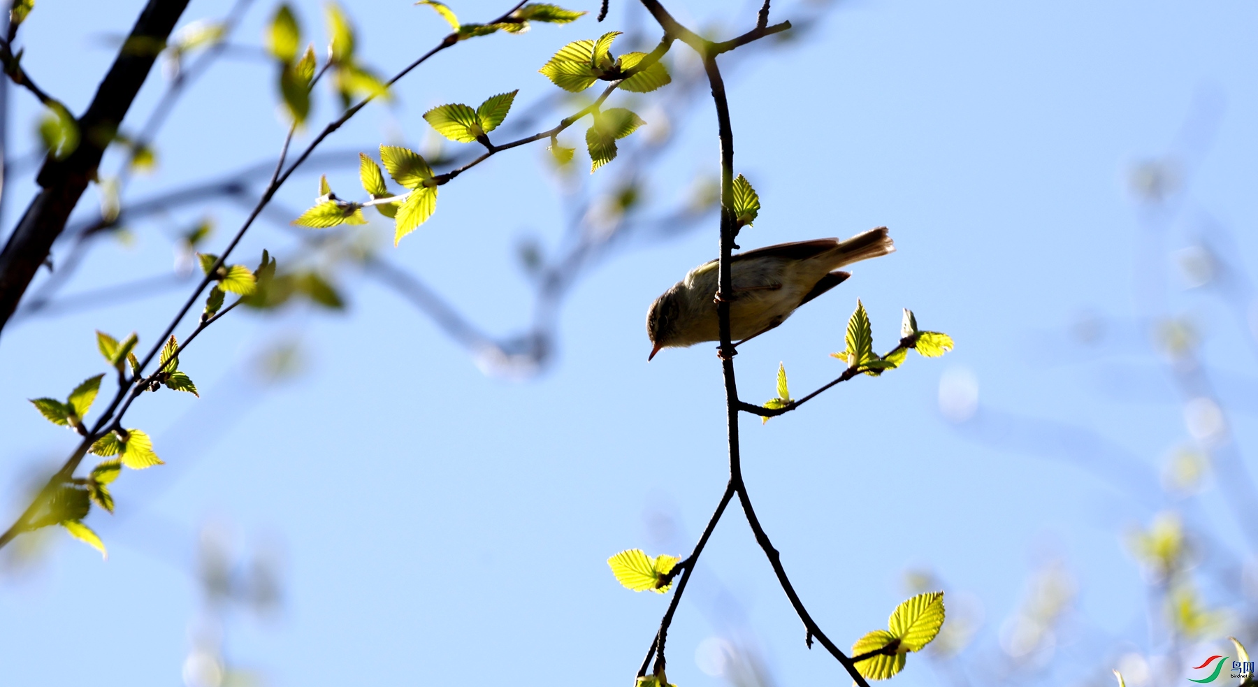 ��ݺӭ�ų��������������ĸ�