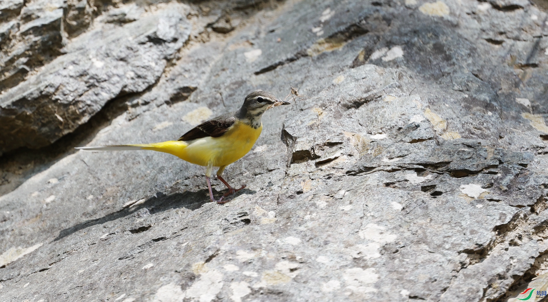 ���n�_׼������ʯ������