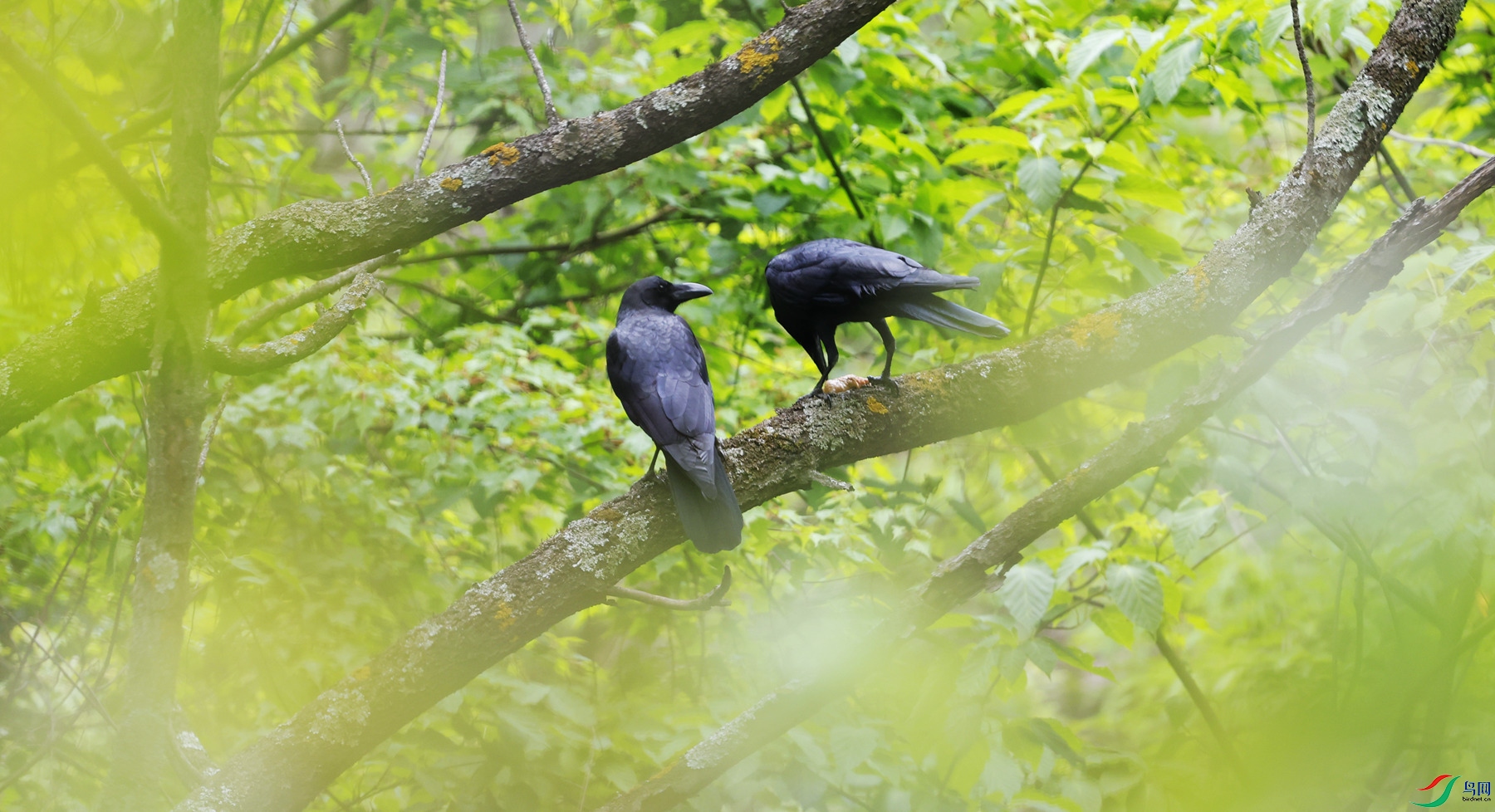 ��ֻ������ѻ��֪������Ѱ����ʳ������Ƨ������������