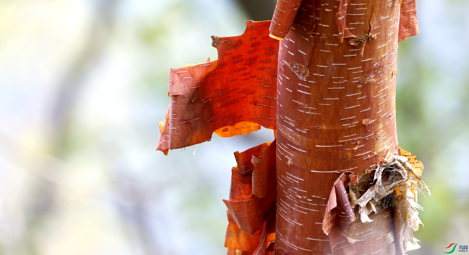 ��������Ƥ����д���飬һ����򶯶Է�����