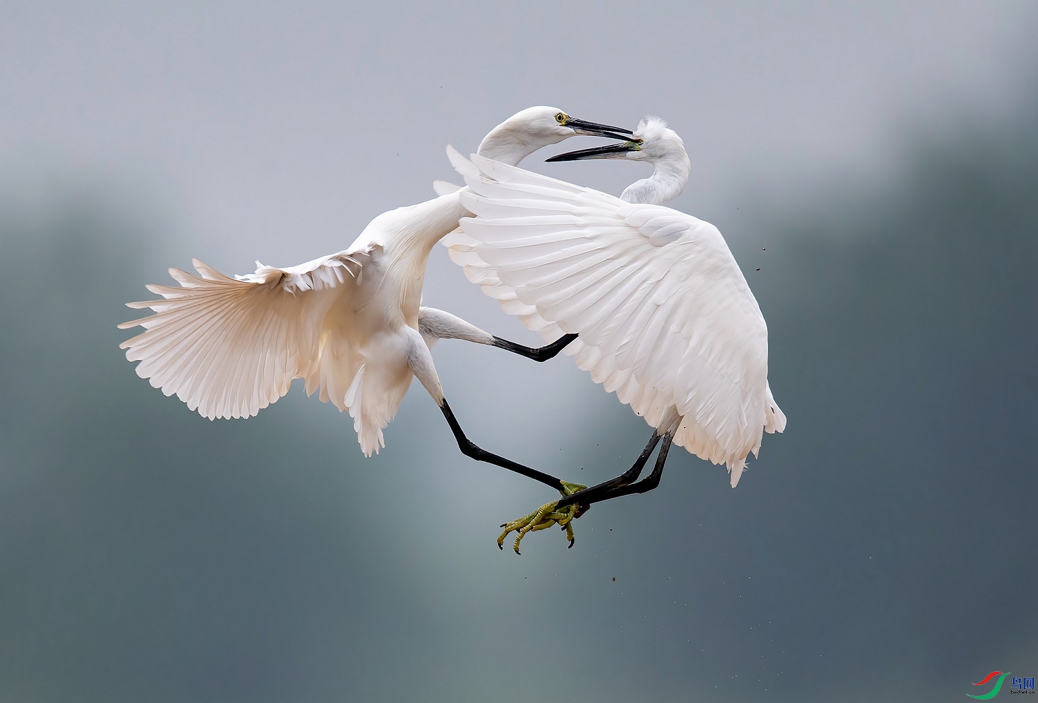 DSC_1518 ����_����.jpg