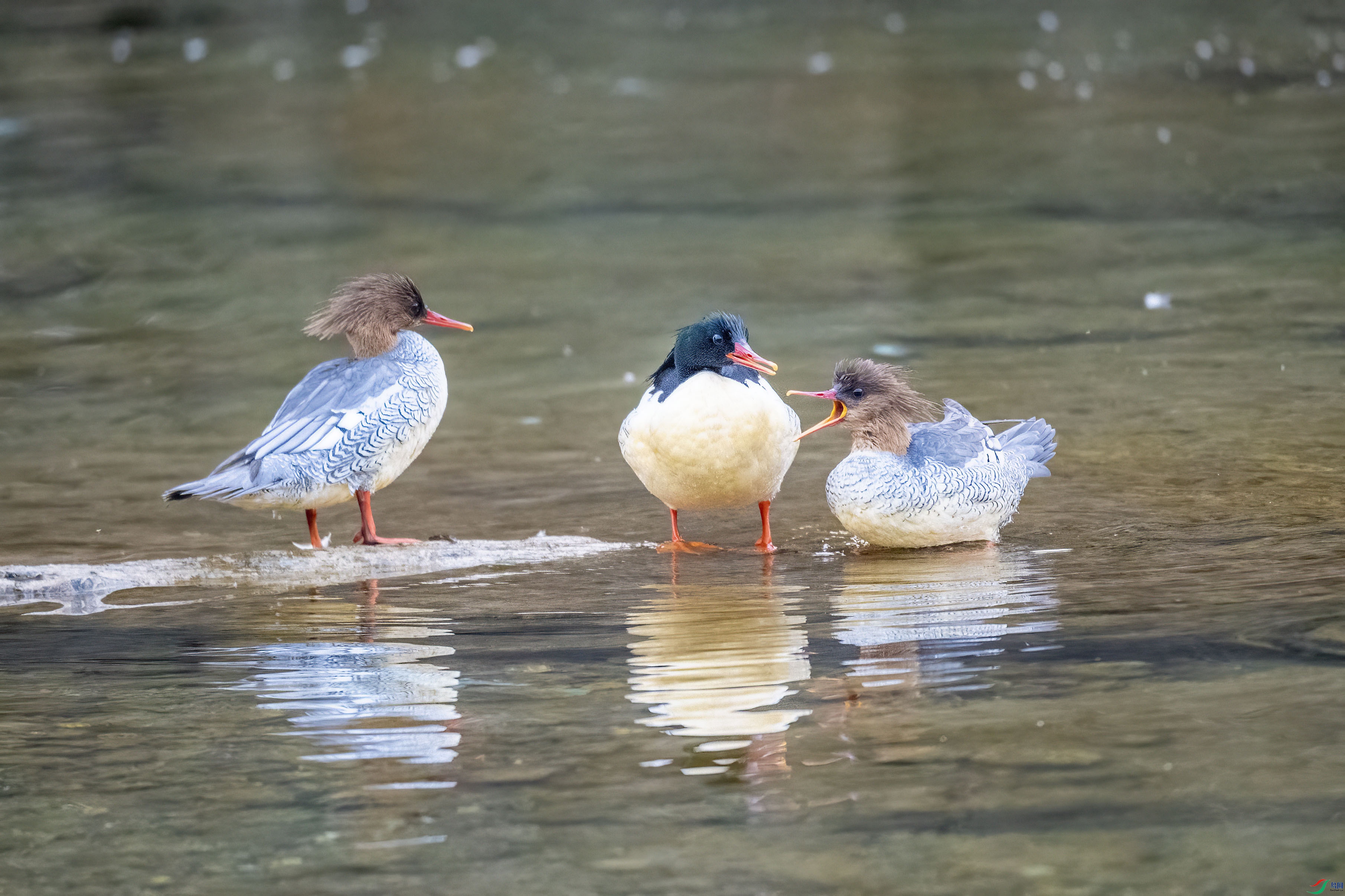 DSC_6319.jpg