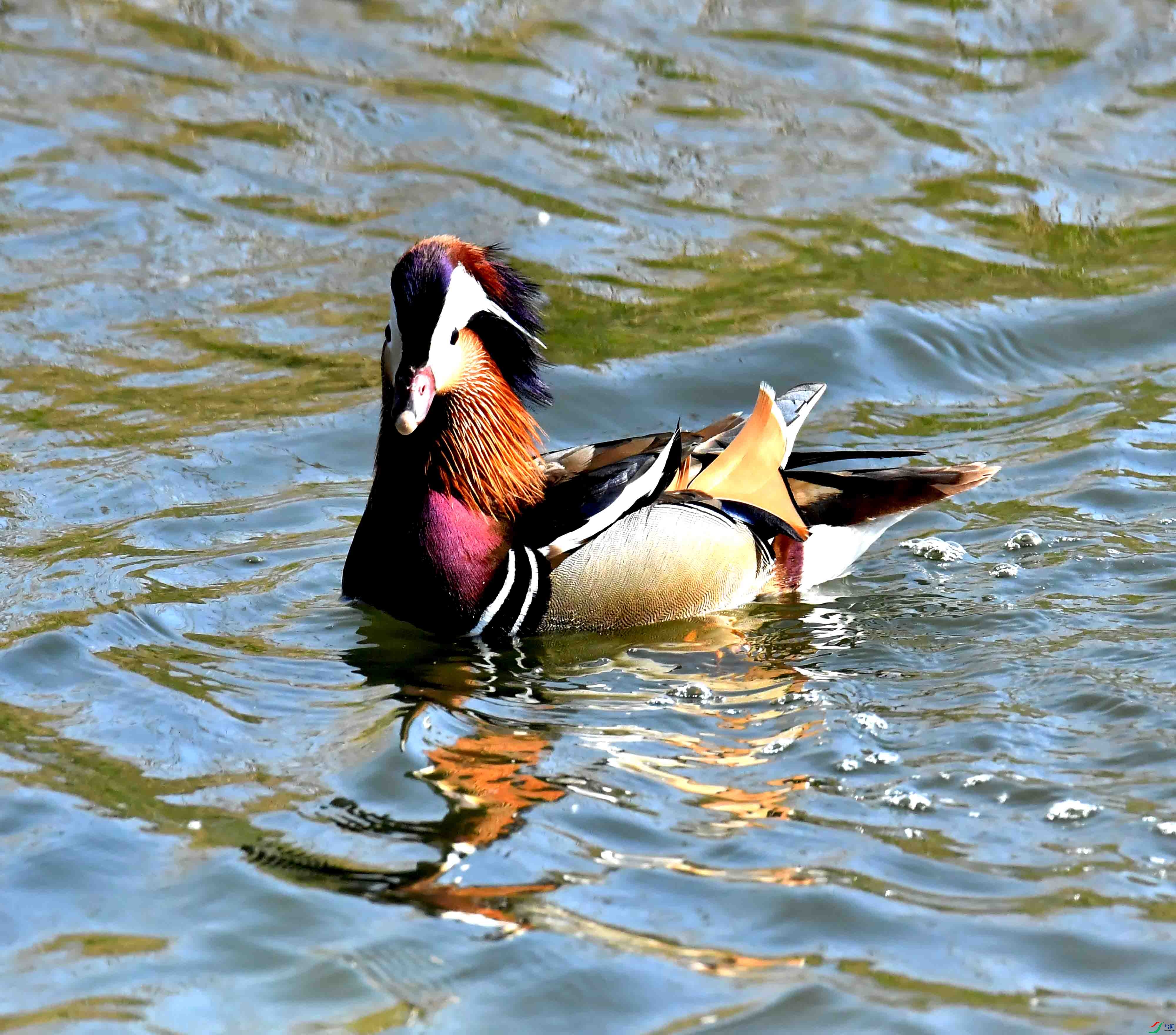 DSC_0232.JPG