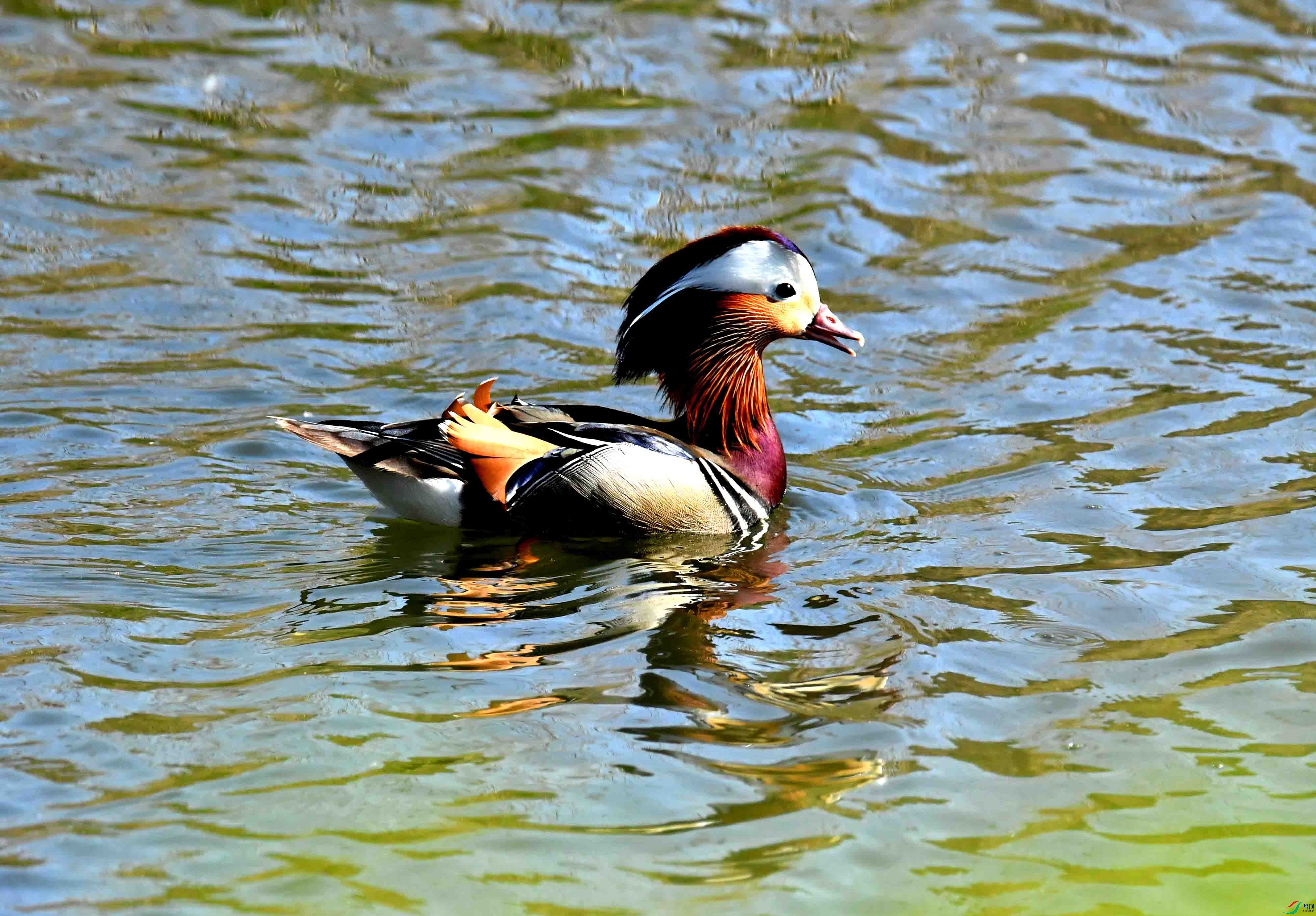 DSC_0240.JPG