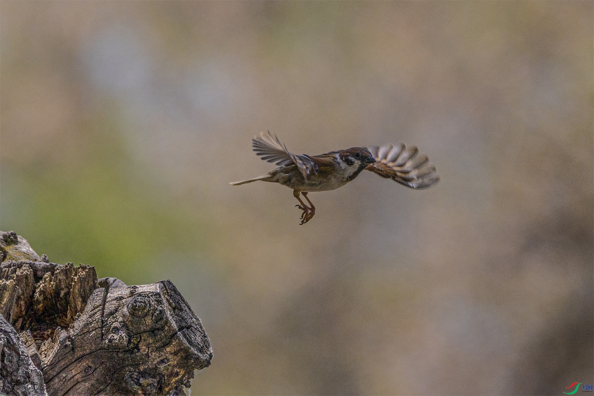 1K3A9681 ����1.jpg