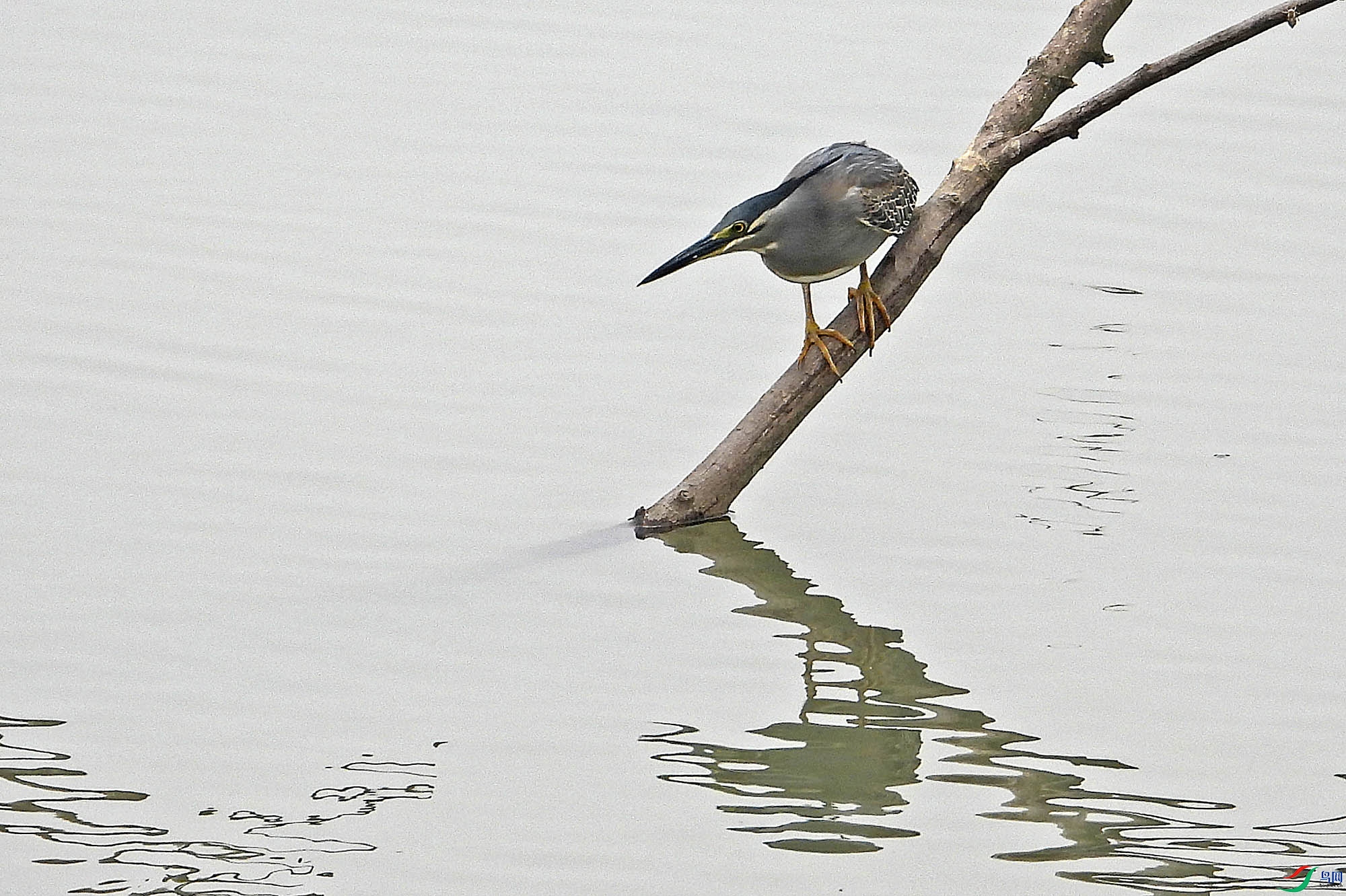 DSCN6726.jpg