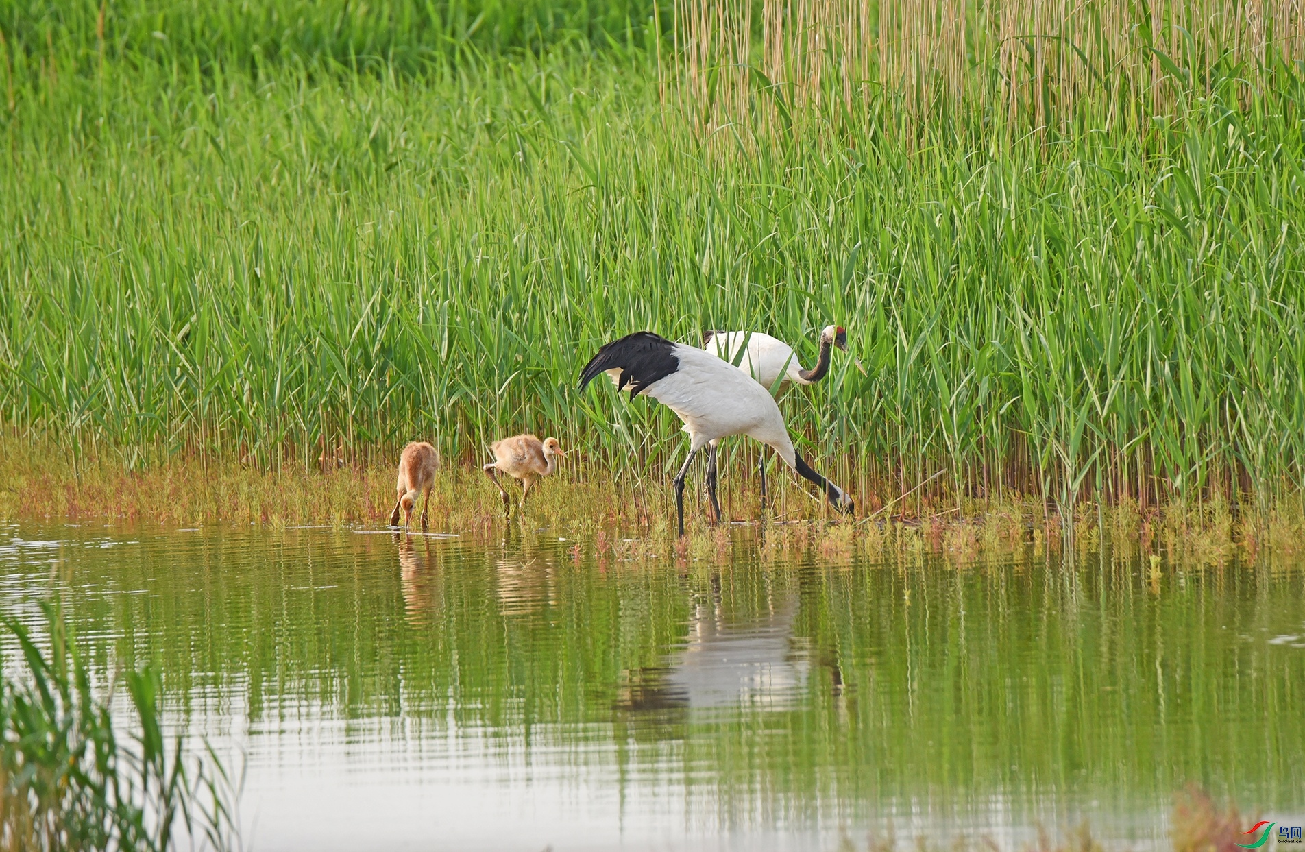 DSC_6963dd.jpg