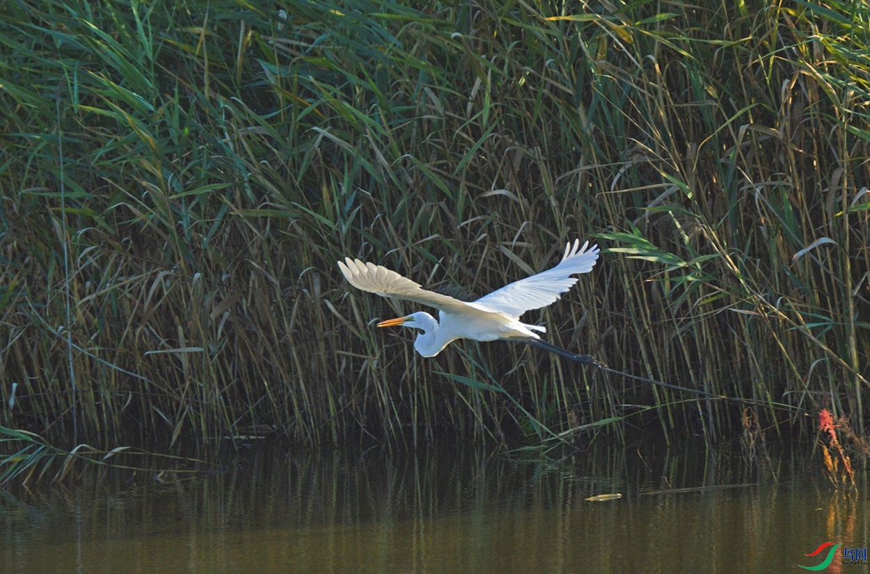 DSC_0081.jpg
