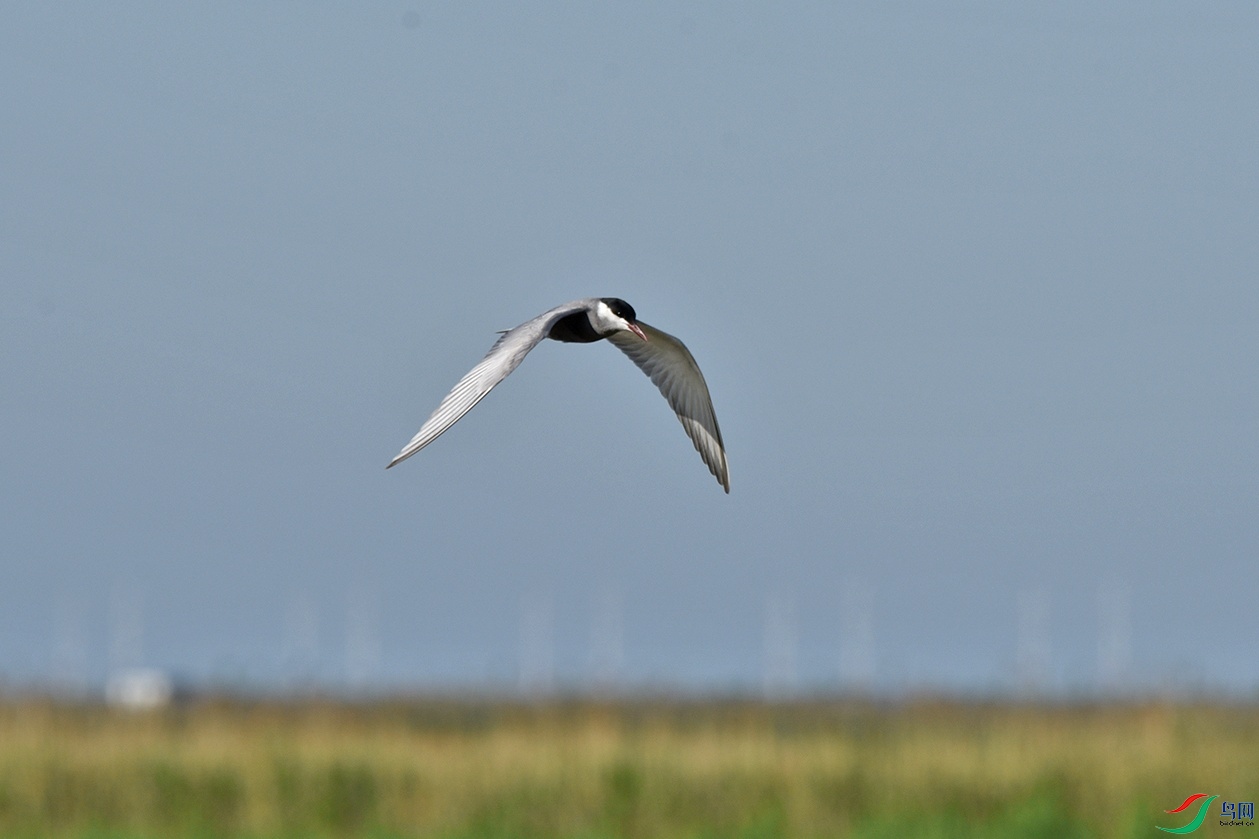 DSC_5099.jpg