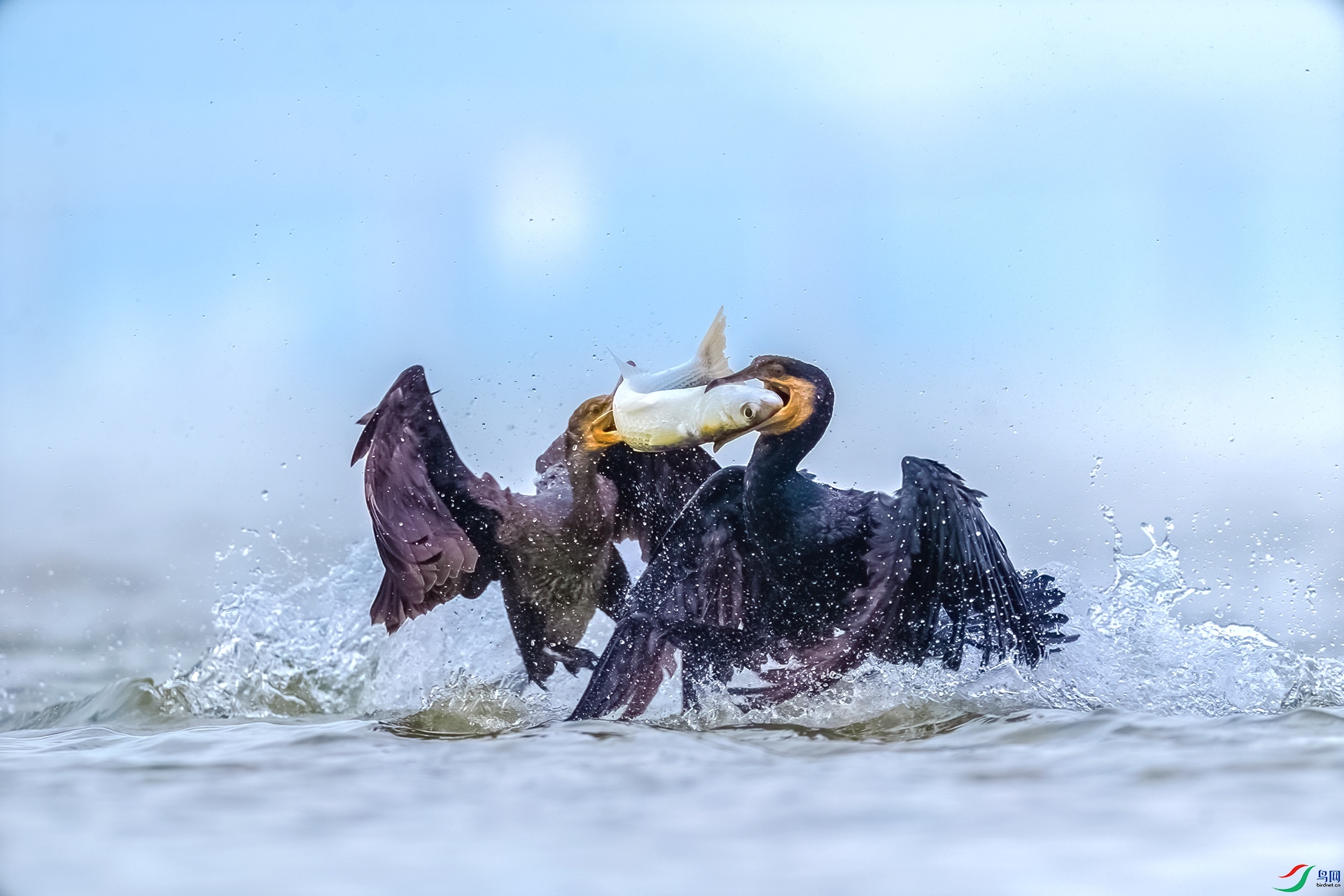 BP1I9080-2-�༭ ����.jpg