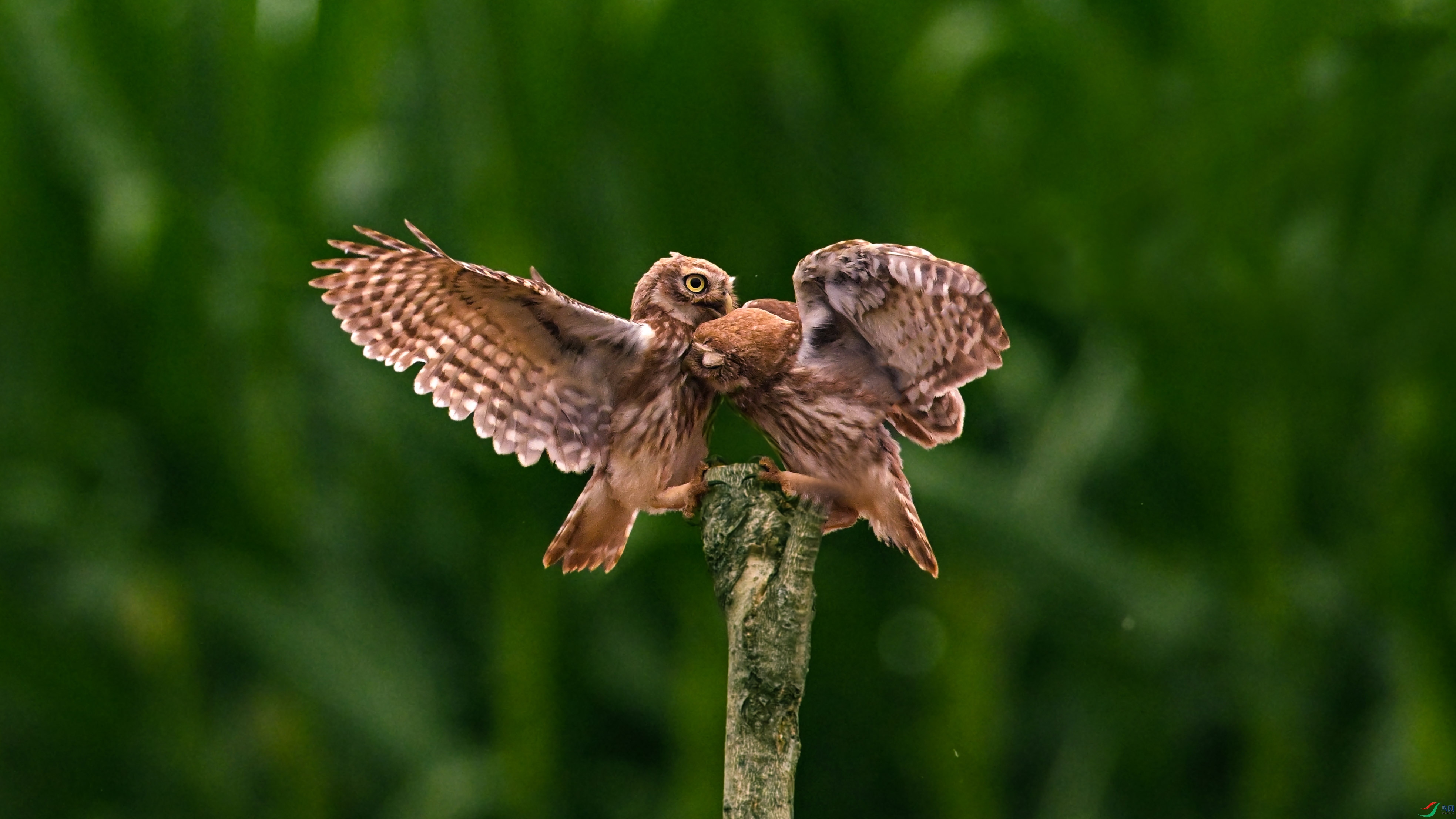 DSC_4918.jpg