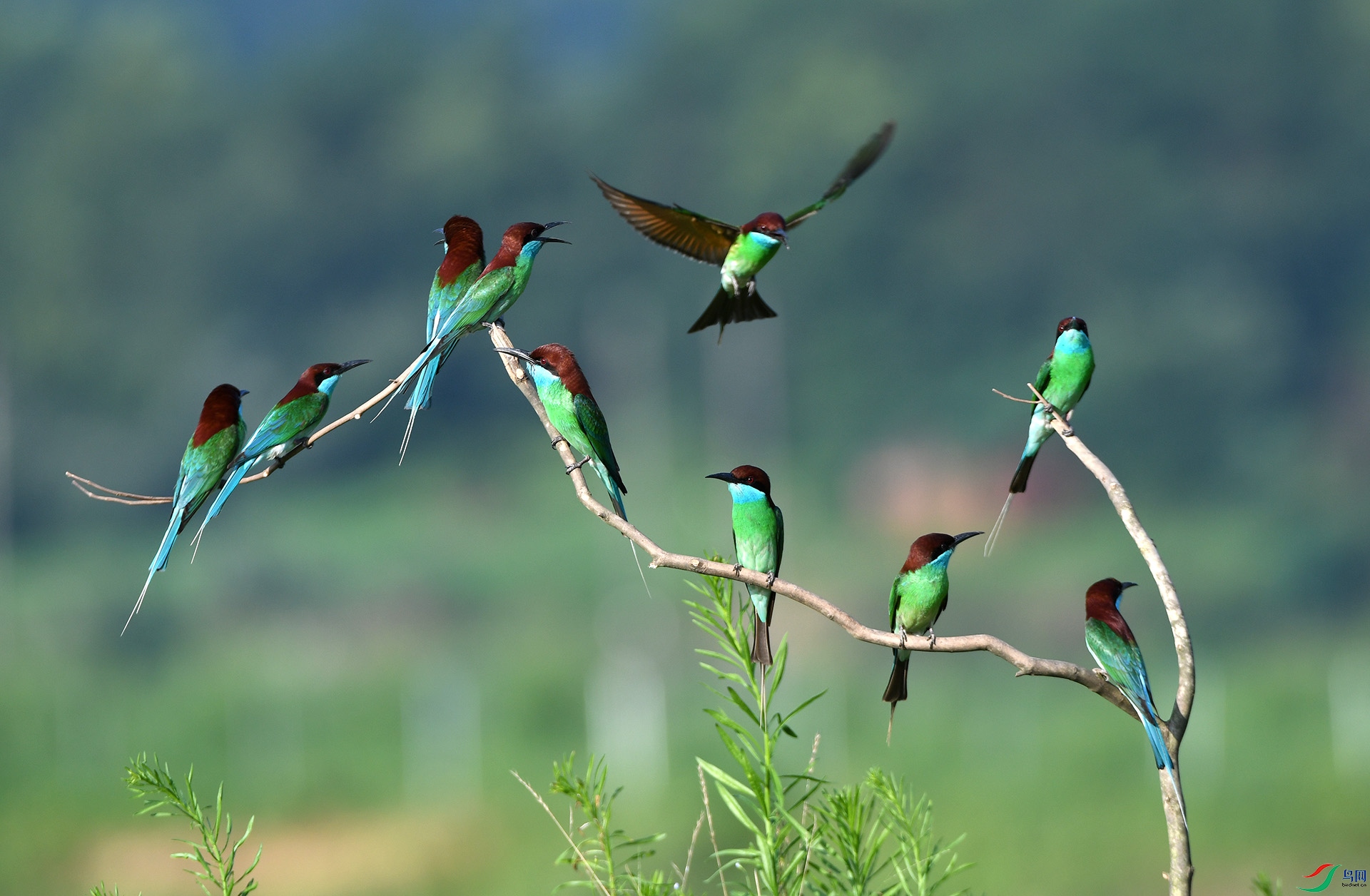 DSC_3743 ����.jpg