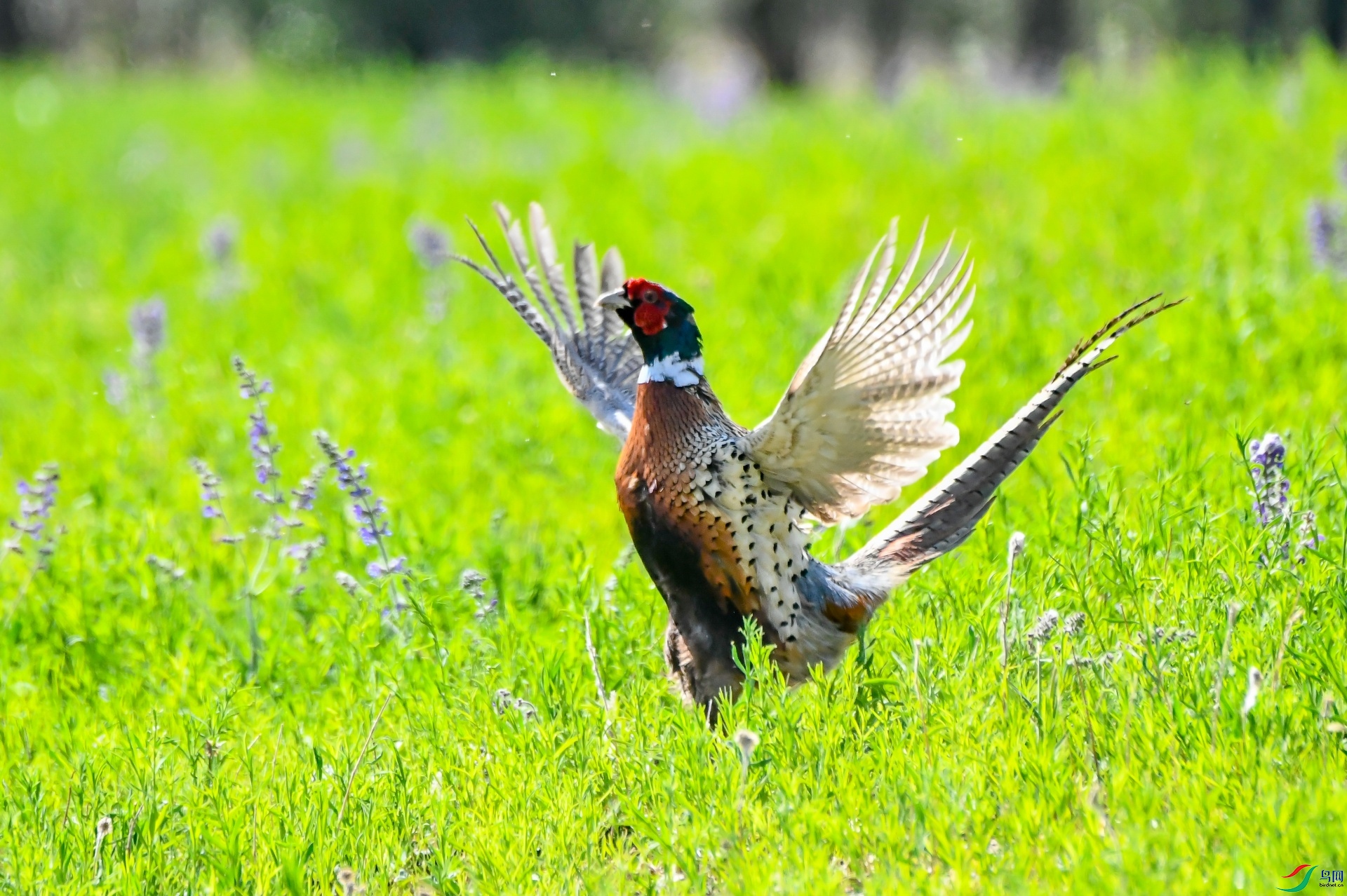 ���Գ���