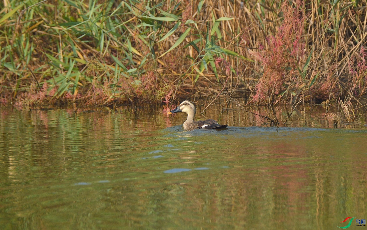 DSC_0298.jpg